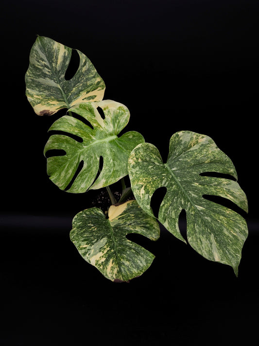 Monstera Thai Constellation Legacy