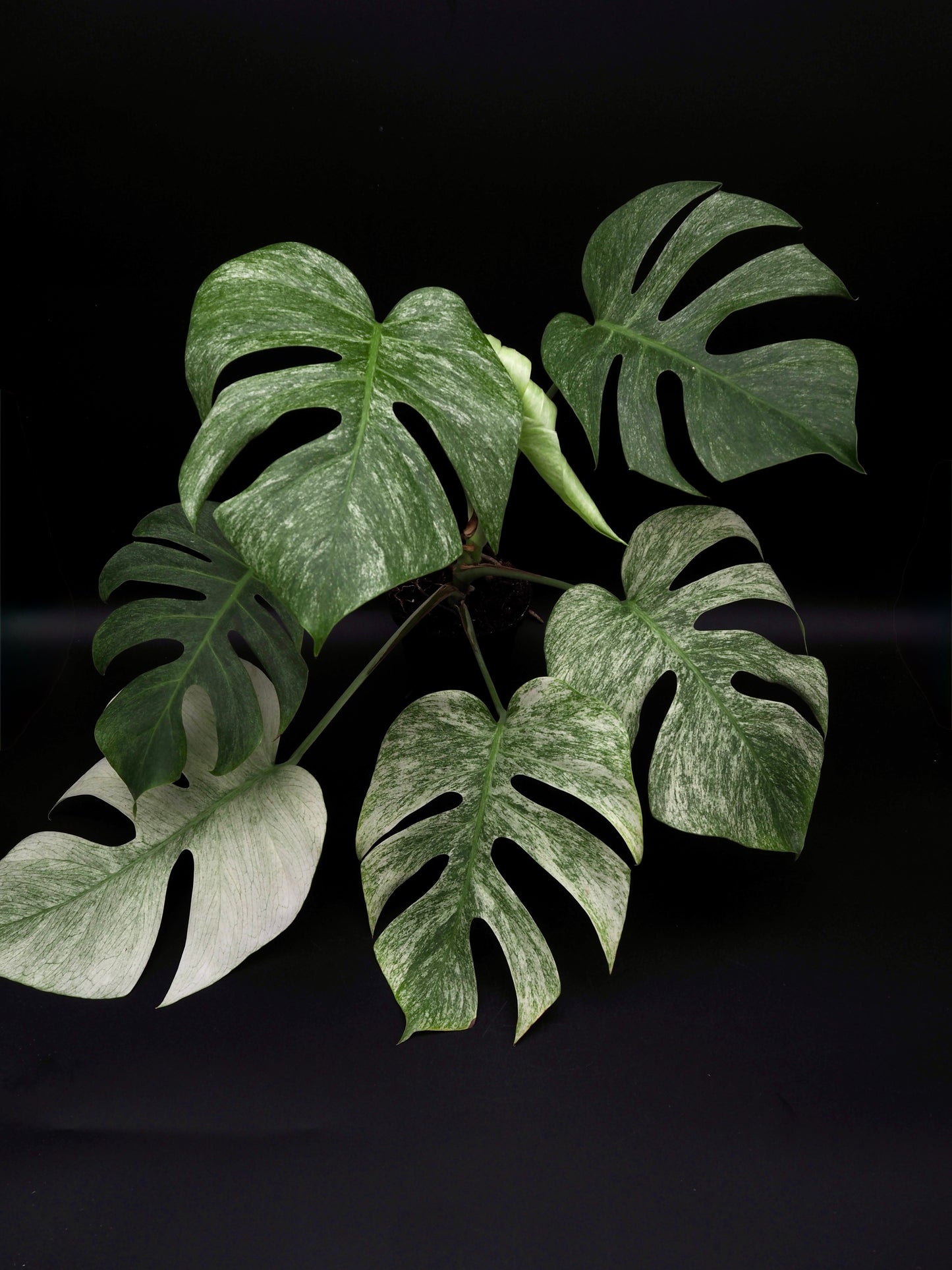 Monstera Jungle Full Mint