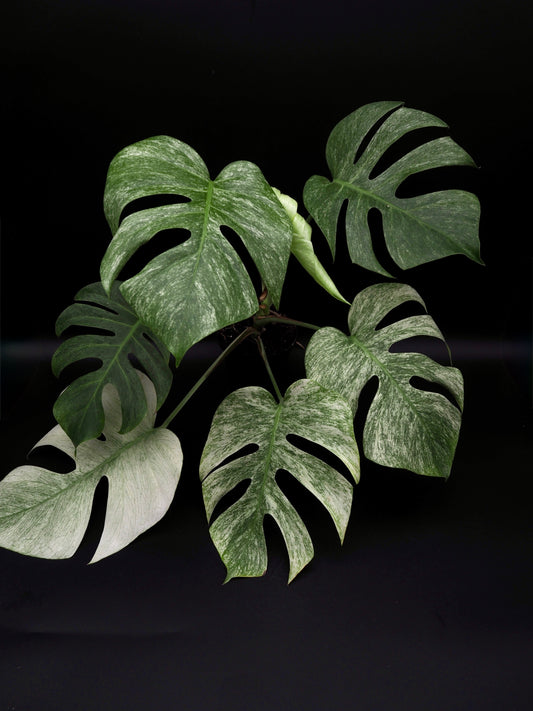 Monstera Jungle Full Mint
