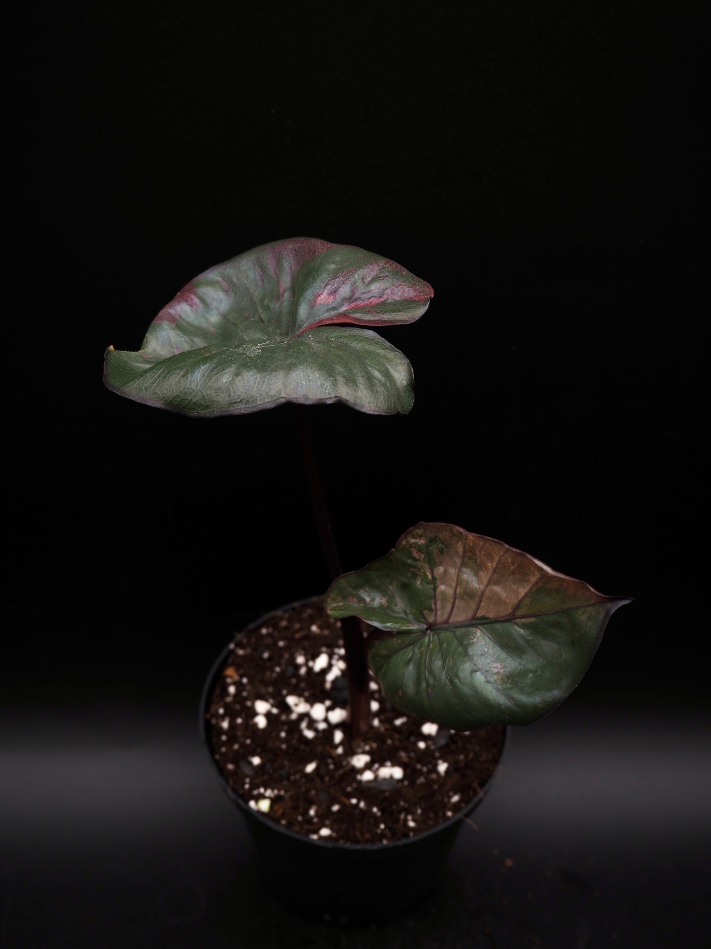 Alocasia Serendipity Variegata