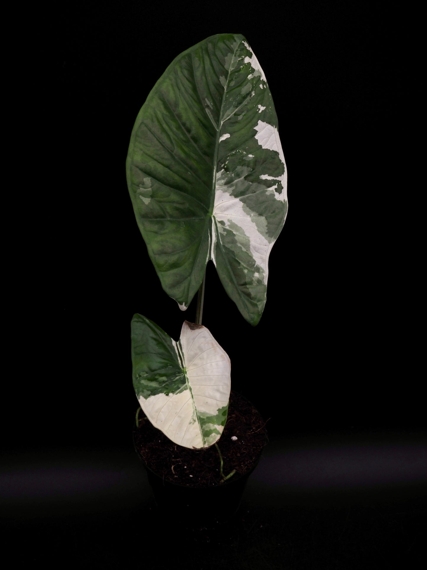 Alocasia Fornicata Albo