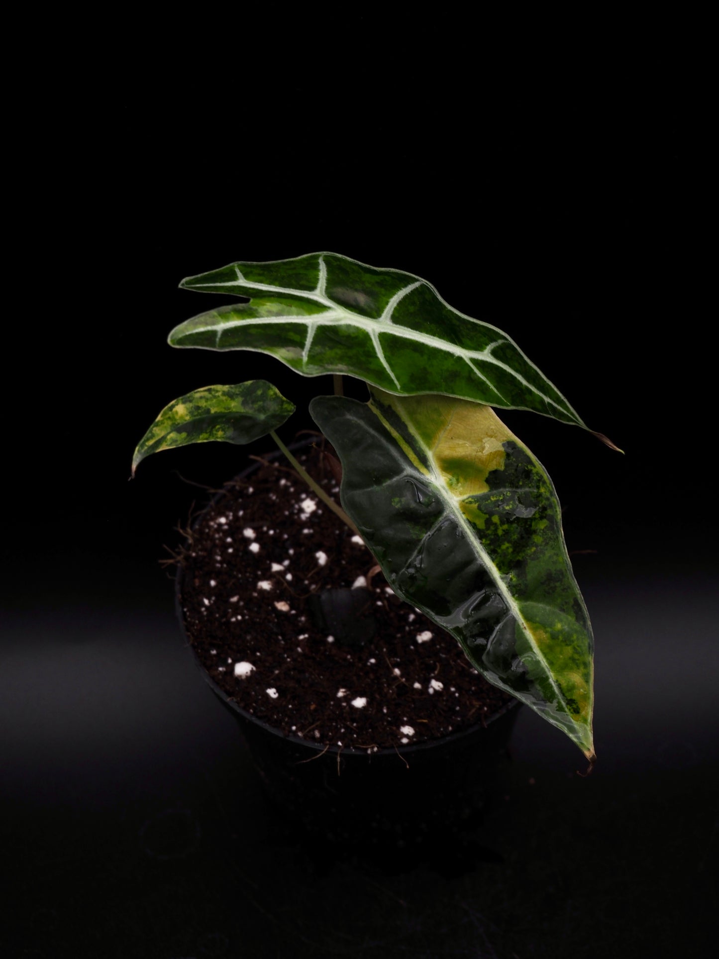 Alocasia Sanderiana Bull Aurea