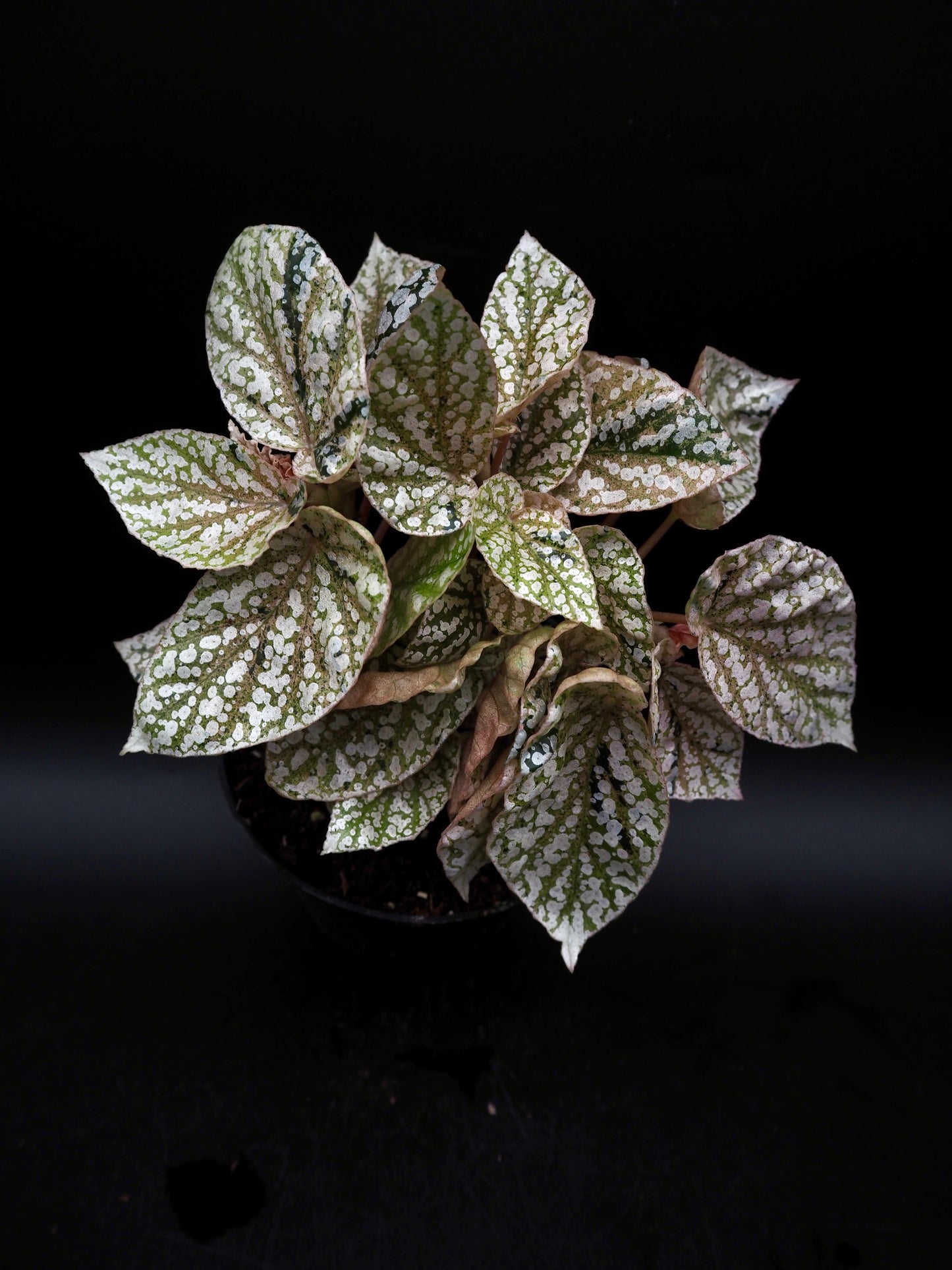 Begonia Snow capped variegata