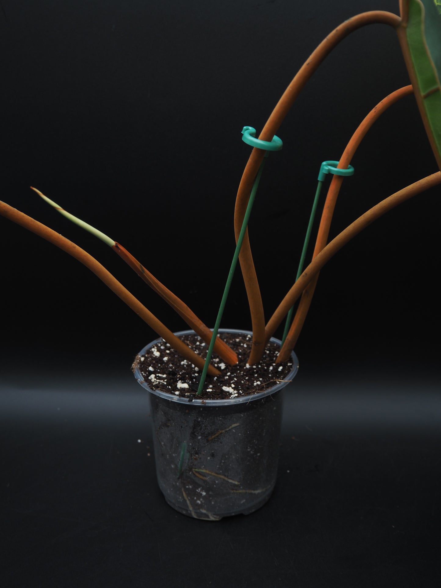 Philodendron Billietiae Variegata