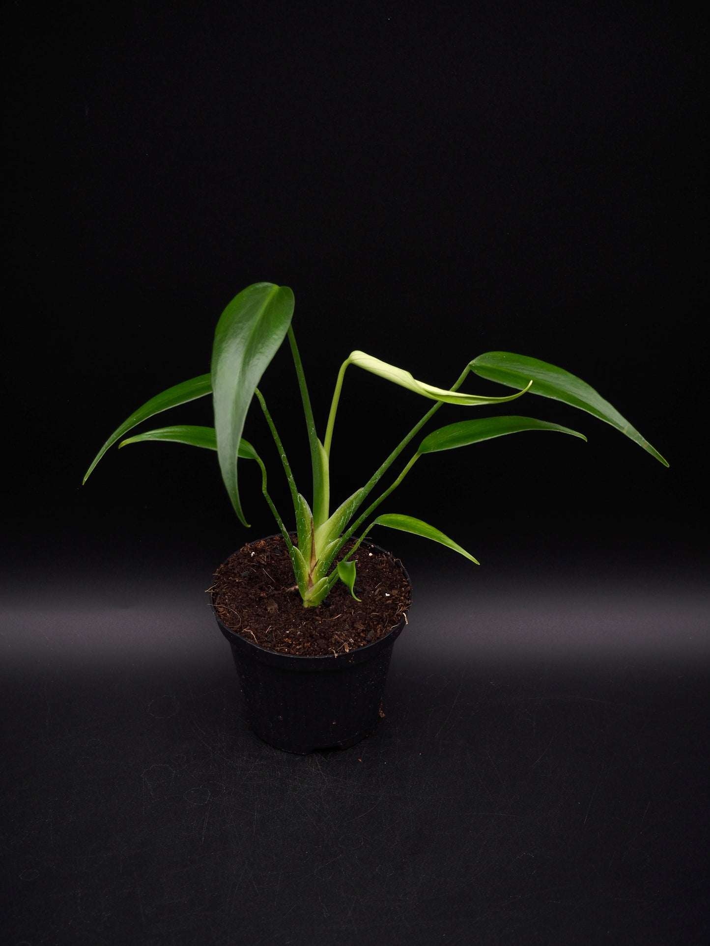 Monstera Burle Marx Flame