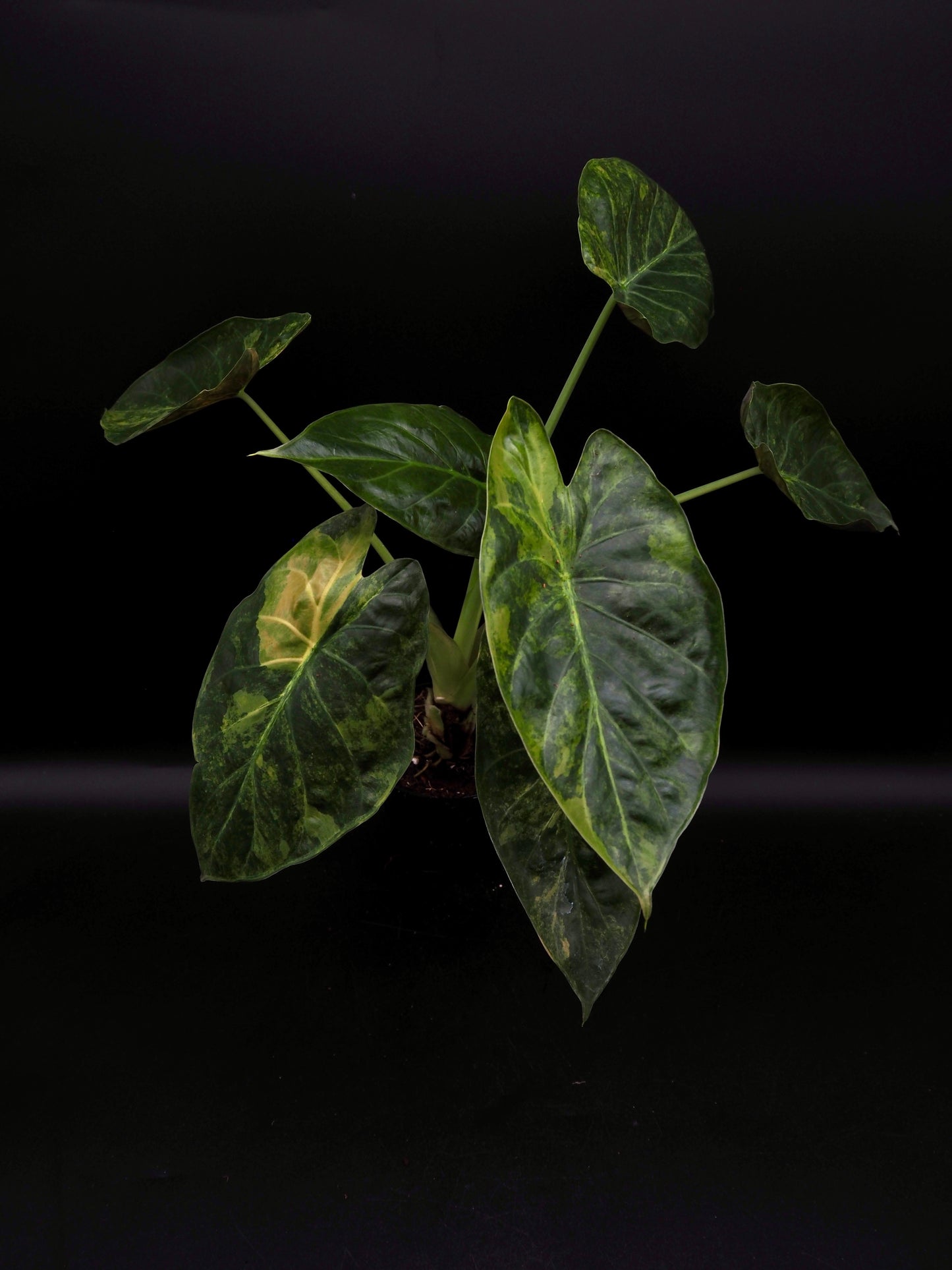 Alocasia Wentii Sunset Aurea