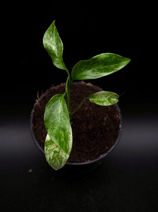 Monstera Laniata Mint