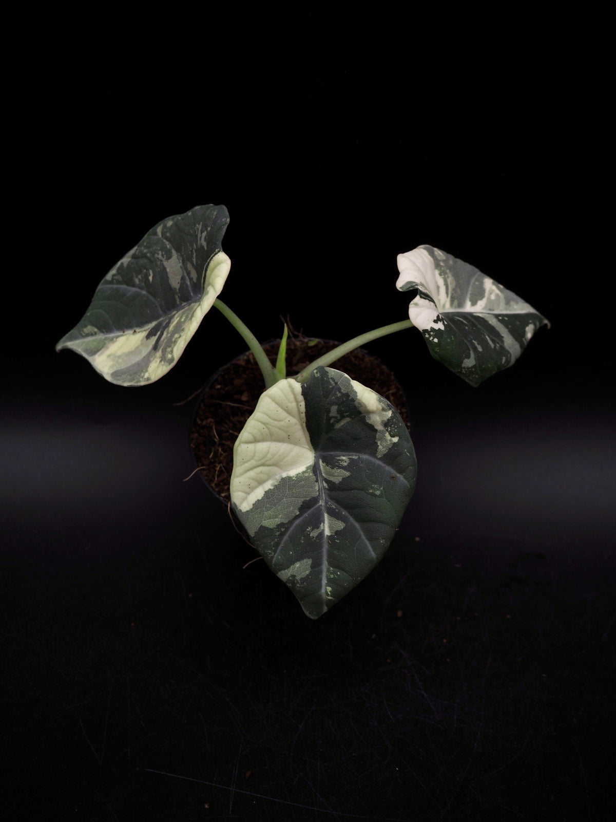 Alocasia Maharani Albo Variegata