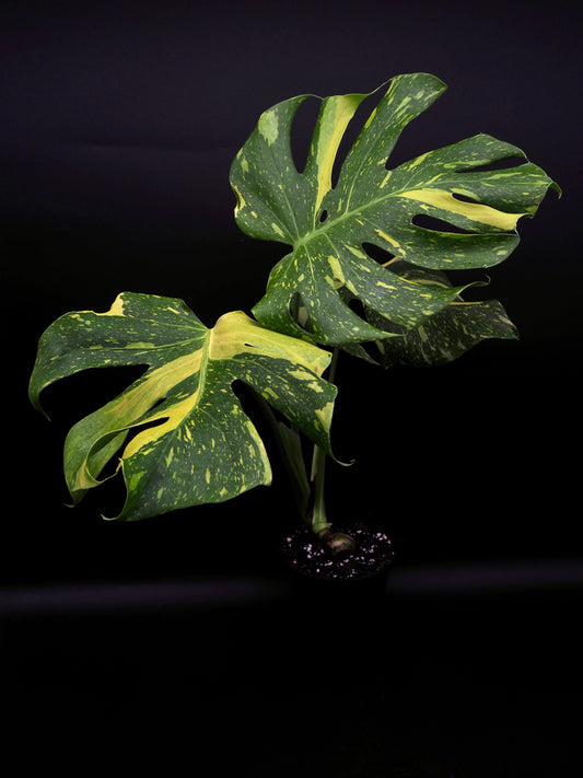 Monstera Deliciosa Electrolyte