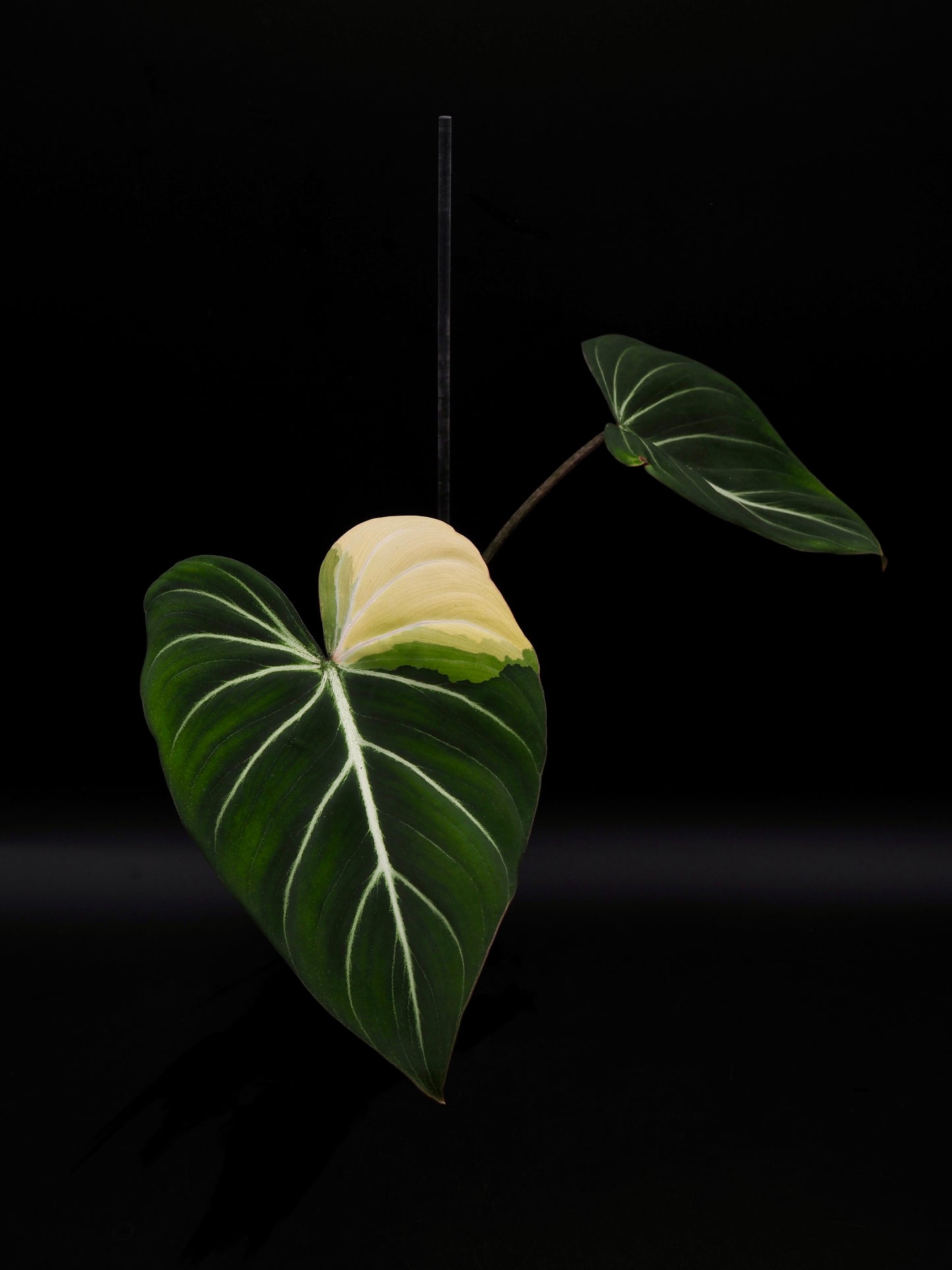 Philodendron Gloriosum Albo Variegata