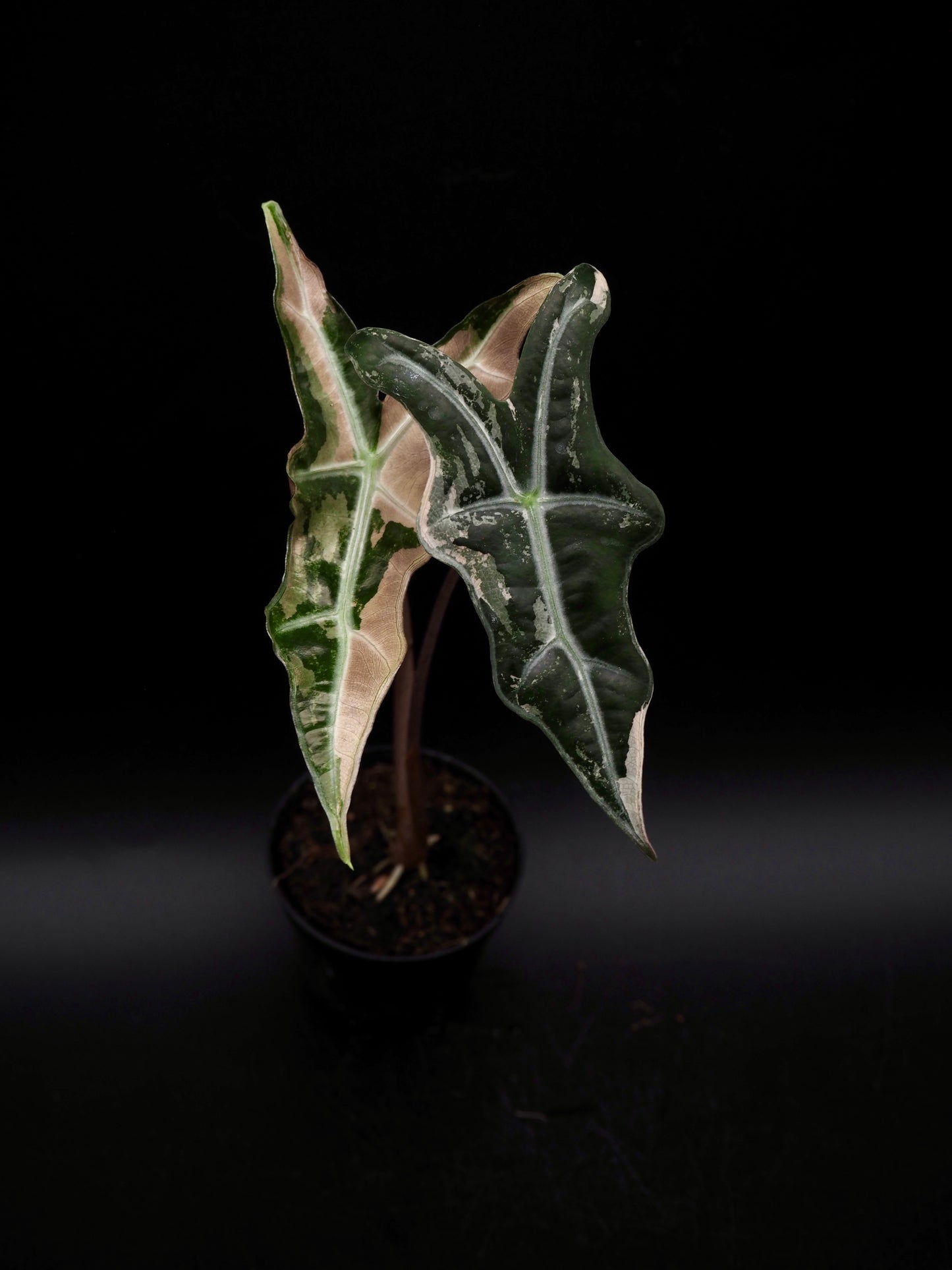 Alocasia Nobilis Pink