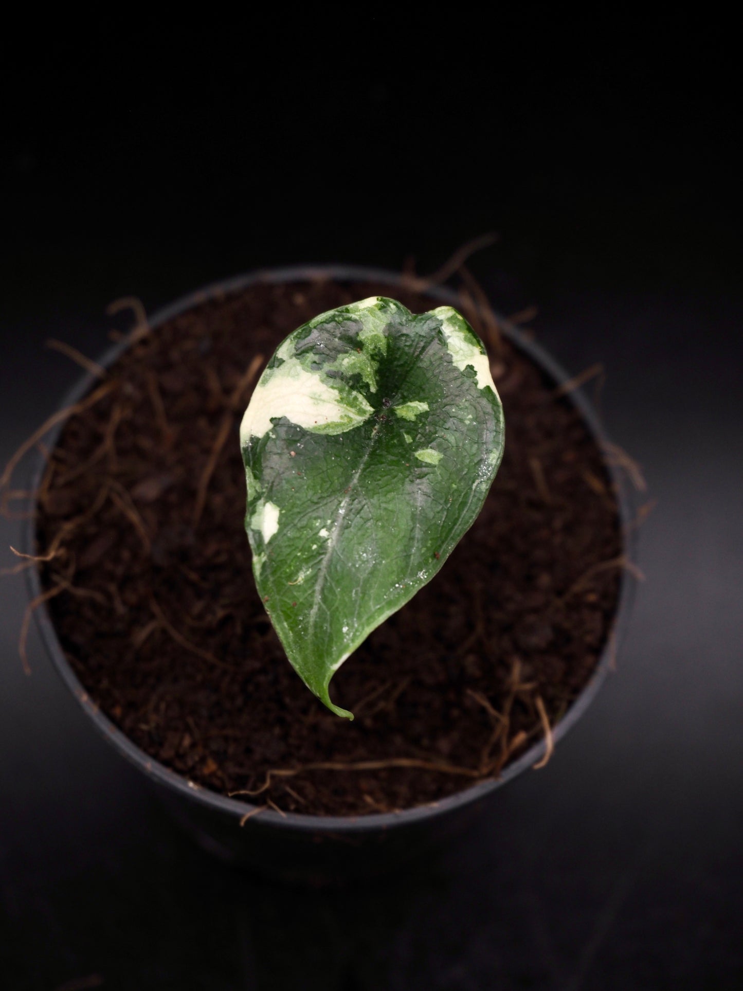 Alocasia Melo Albo