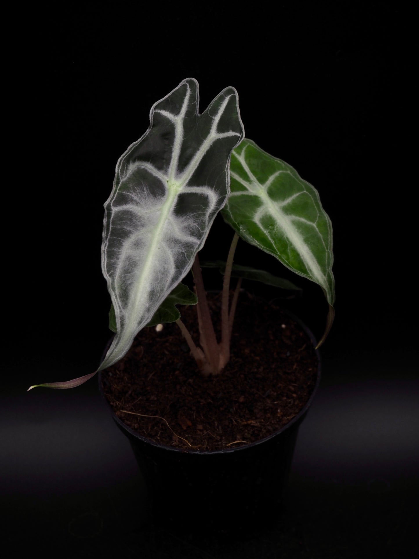 Alocasia Venom