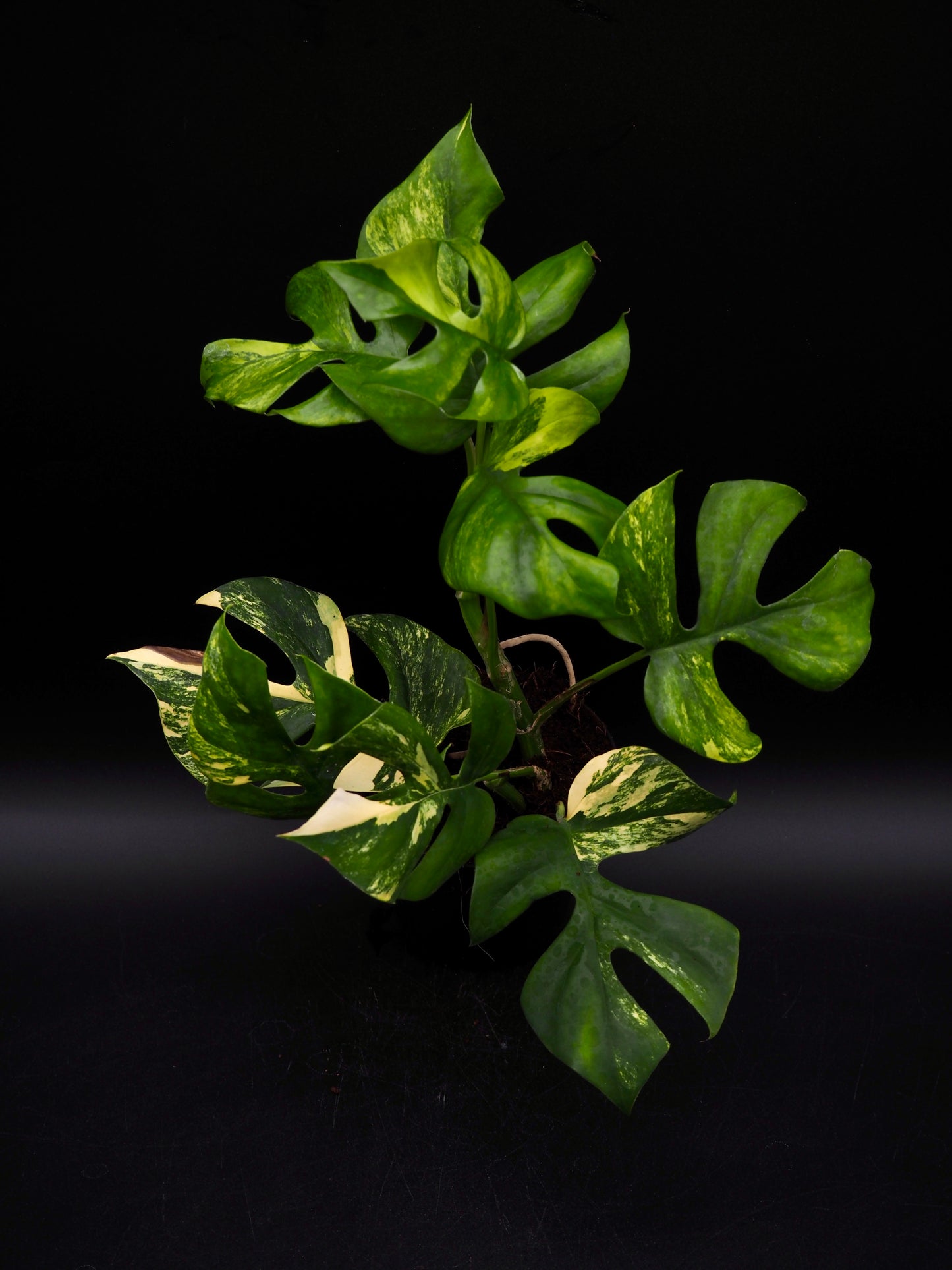 Rhaphidophora Tetrasperma Aurea Variegata