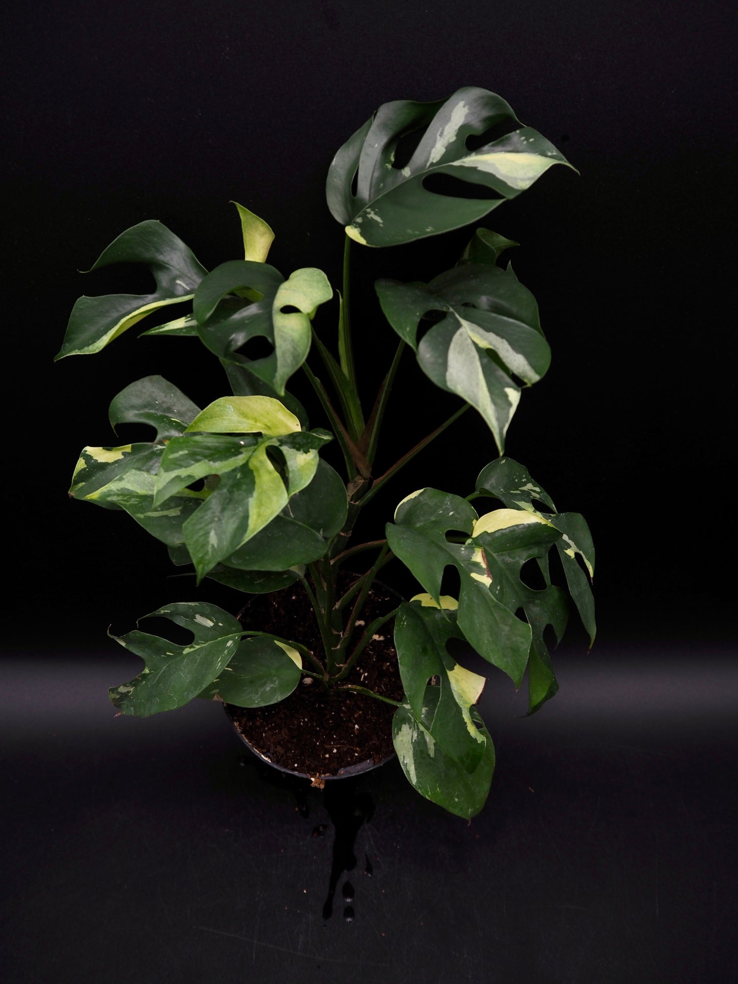 Rhaphidophora Tetrasperma Variegata