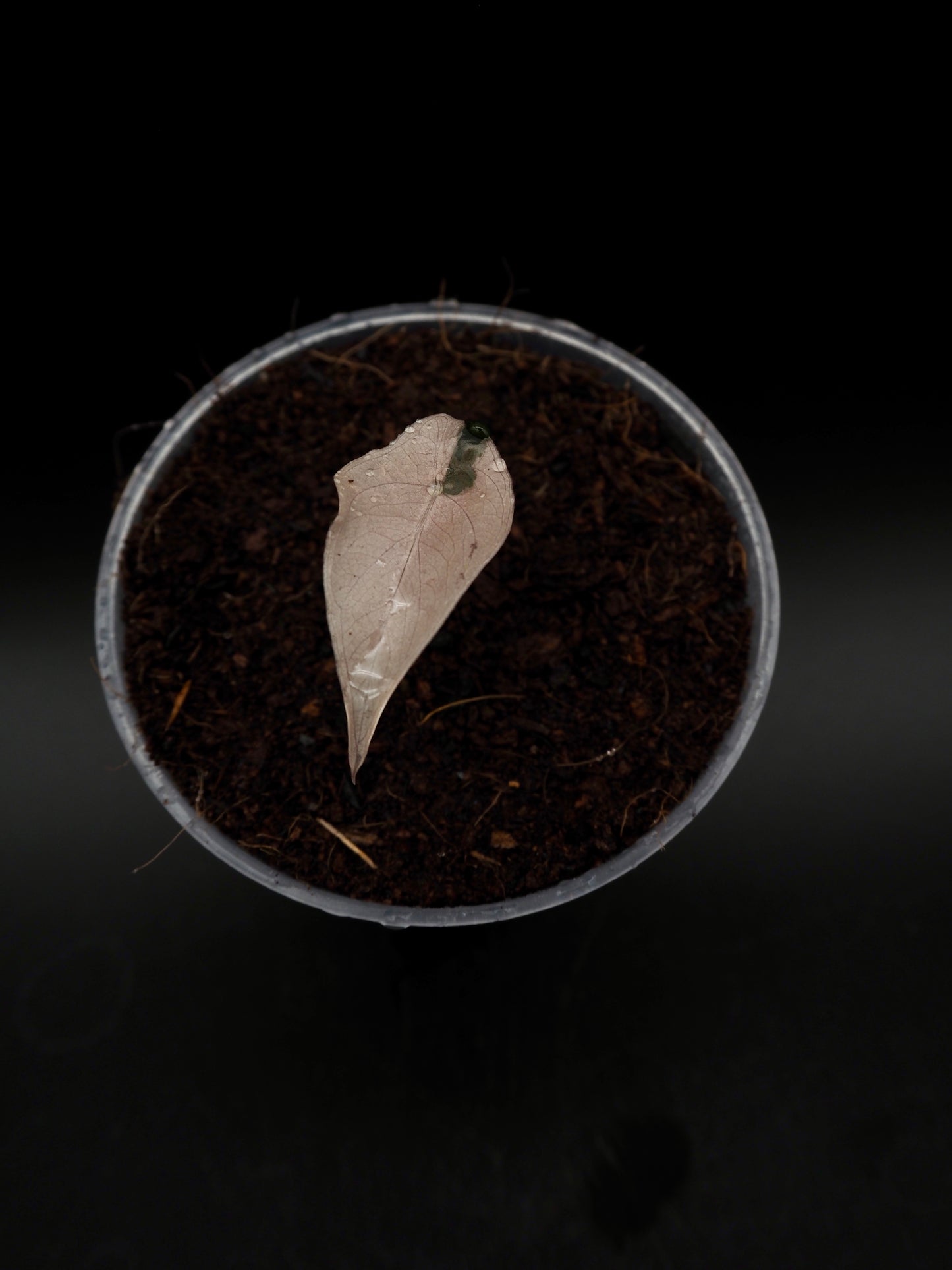 Alocasia Chantrieri Pink