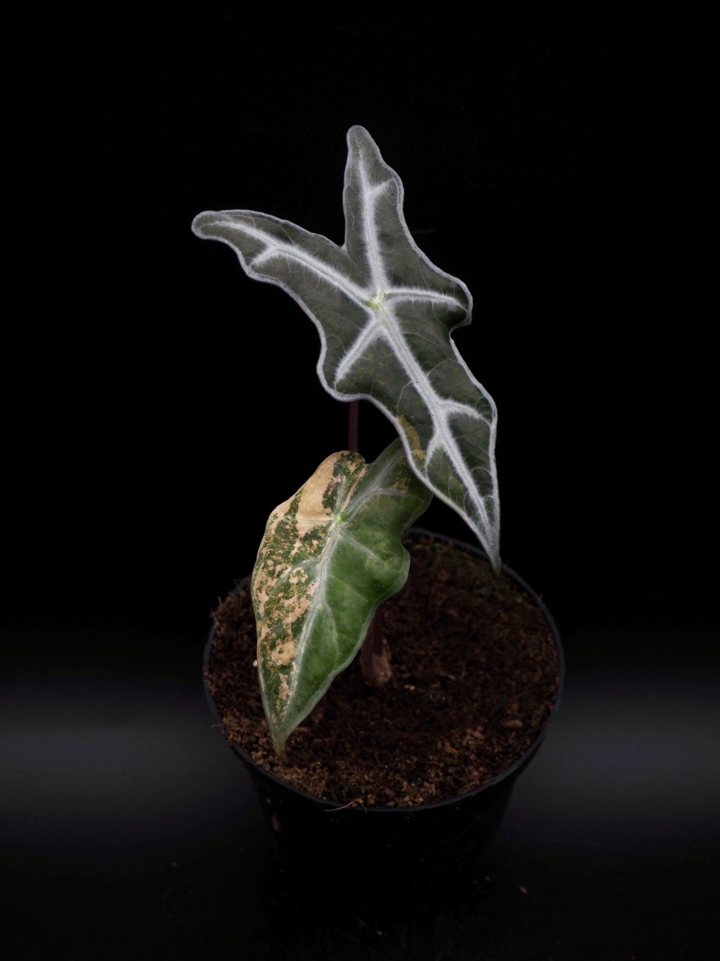 Alocasia Nobilis Aurea