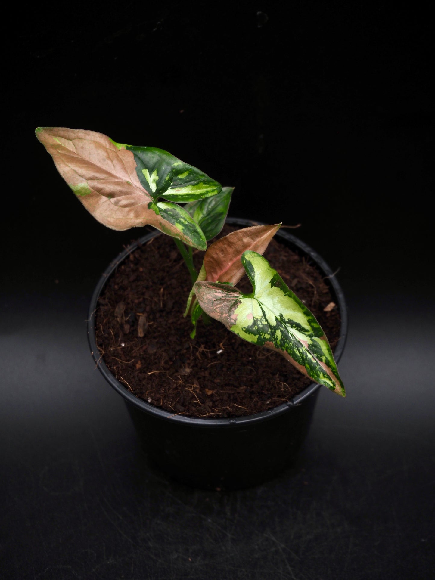 Syngonium Red Spot Tricolor