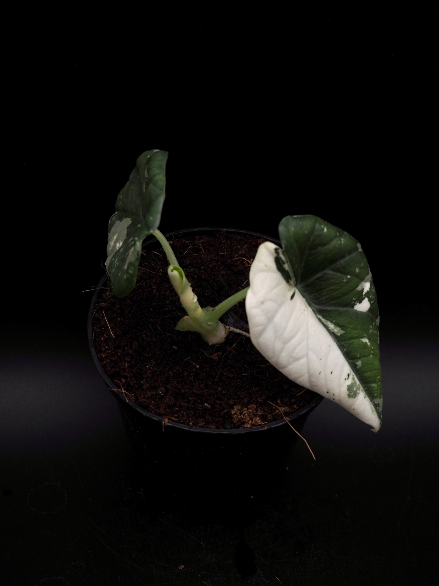 Alocasia Maharani Albo Variegata