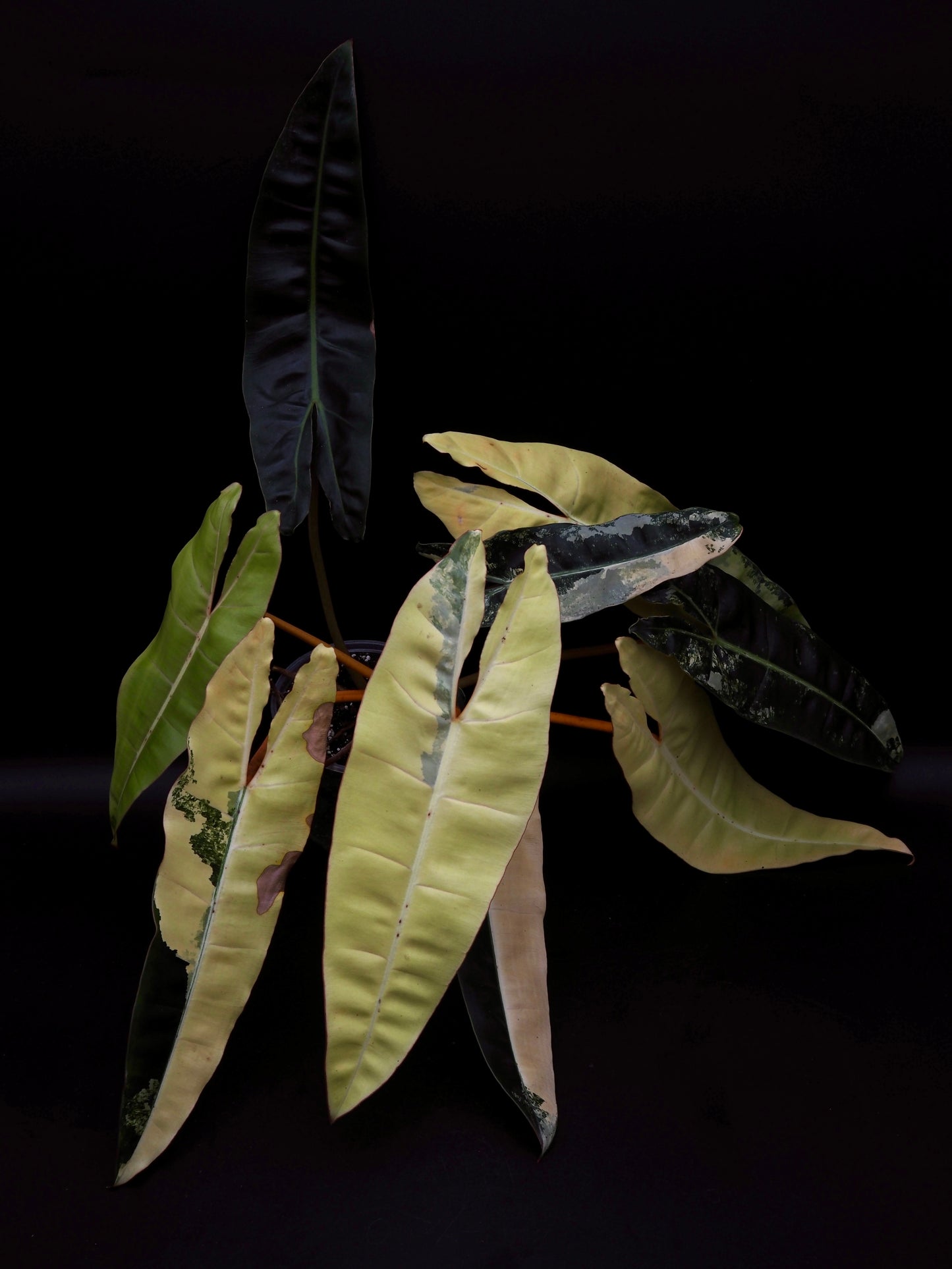 Philodendron Billietiae Variegata