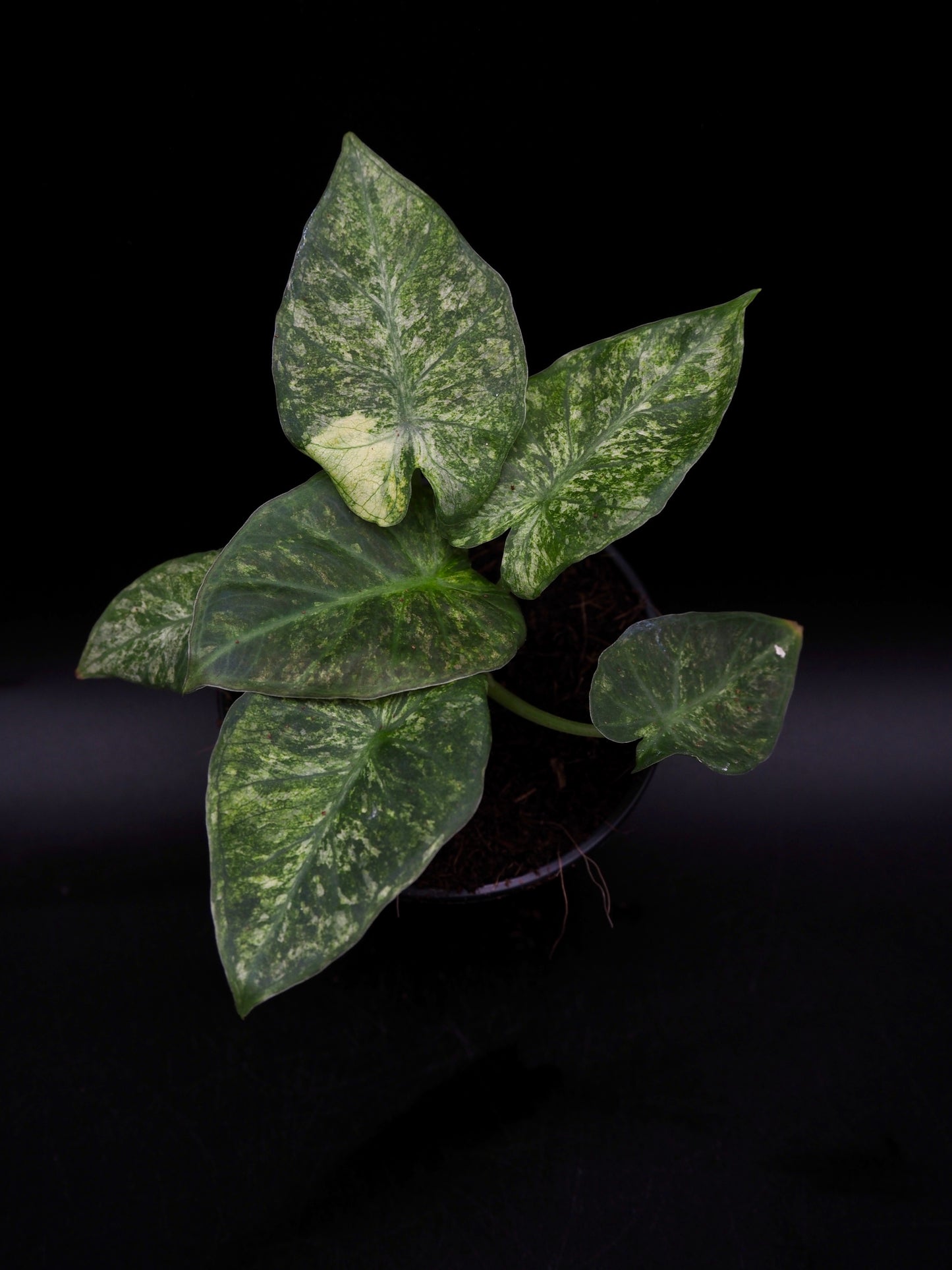 Alocasia Regal Shield Galaxy Variegata