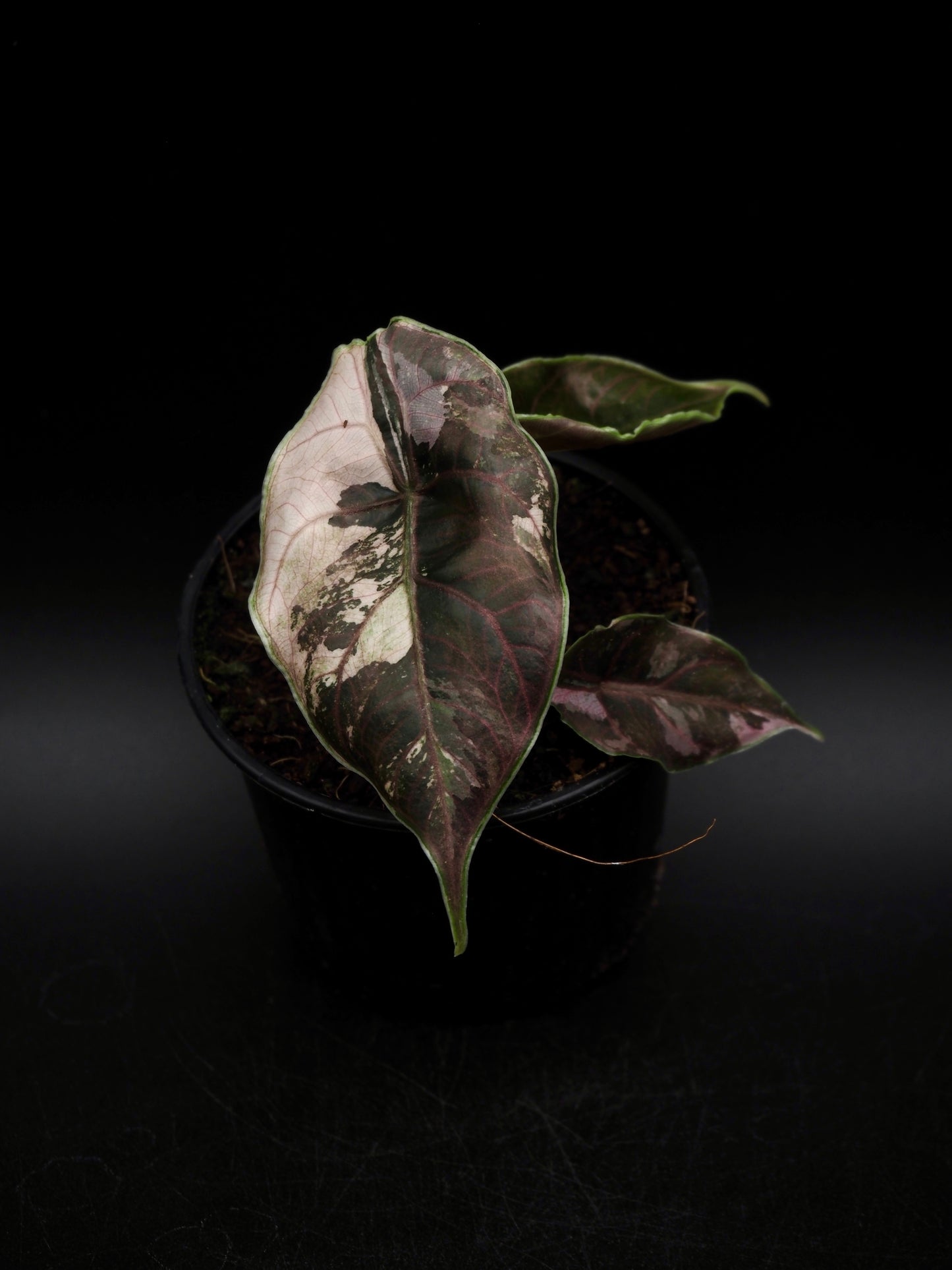 Alocasia Azlanii Pink