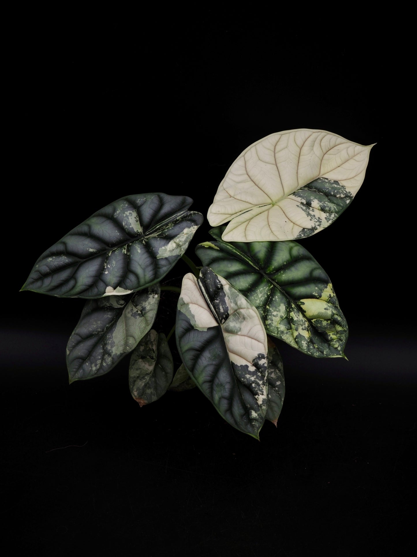 Alocasia Silver Dragon Albo