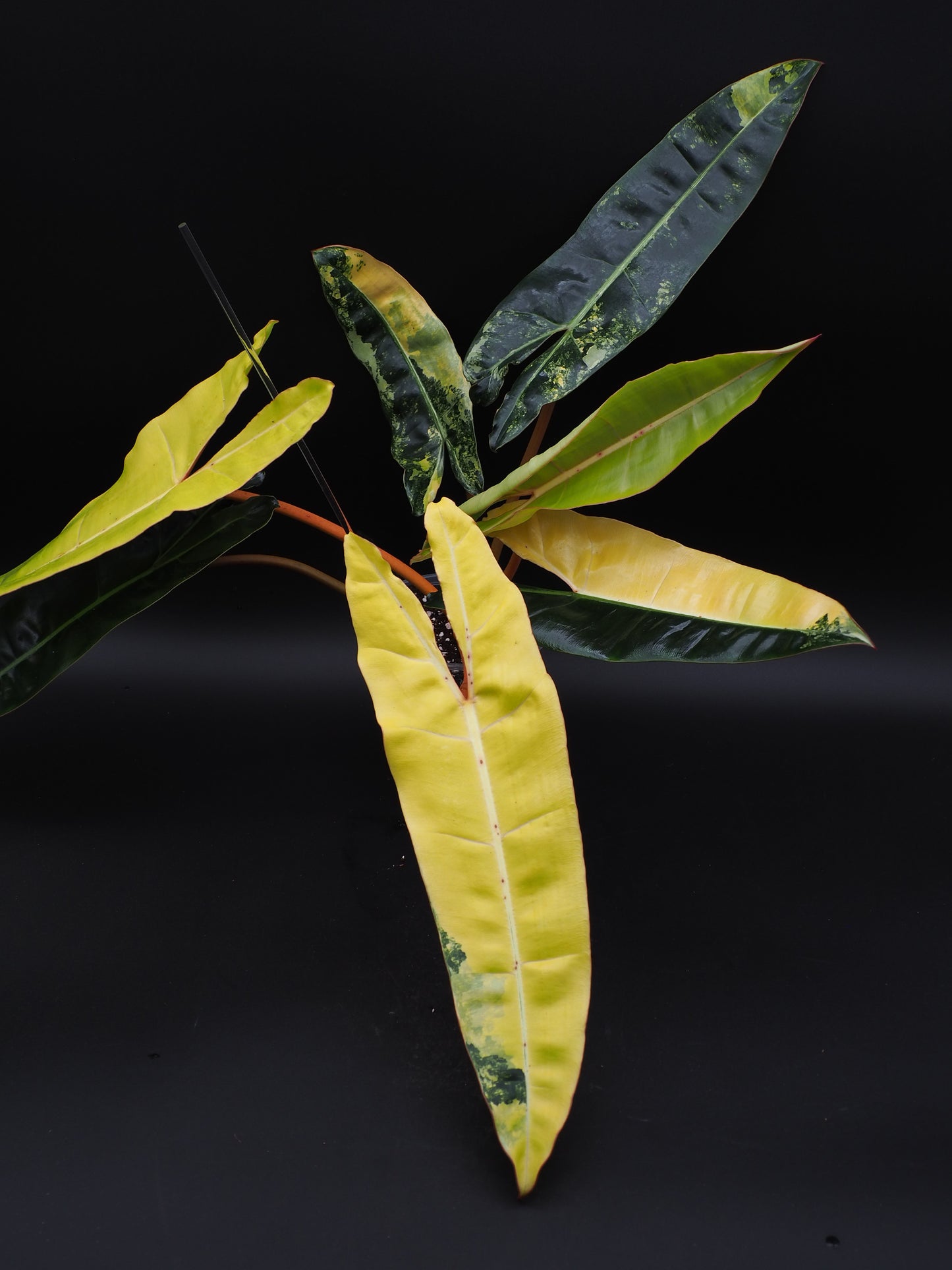 Philodendron Billietiae Variegata