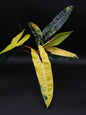 Philodendron Billietiae Variegata