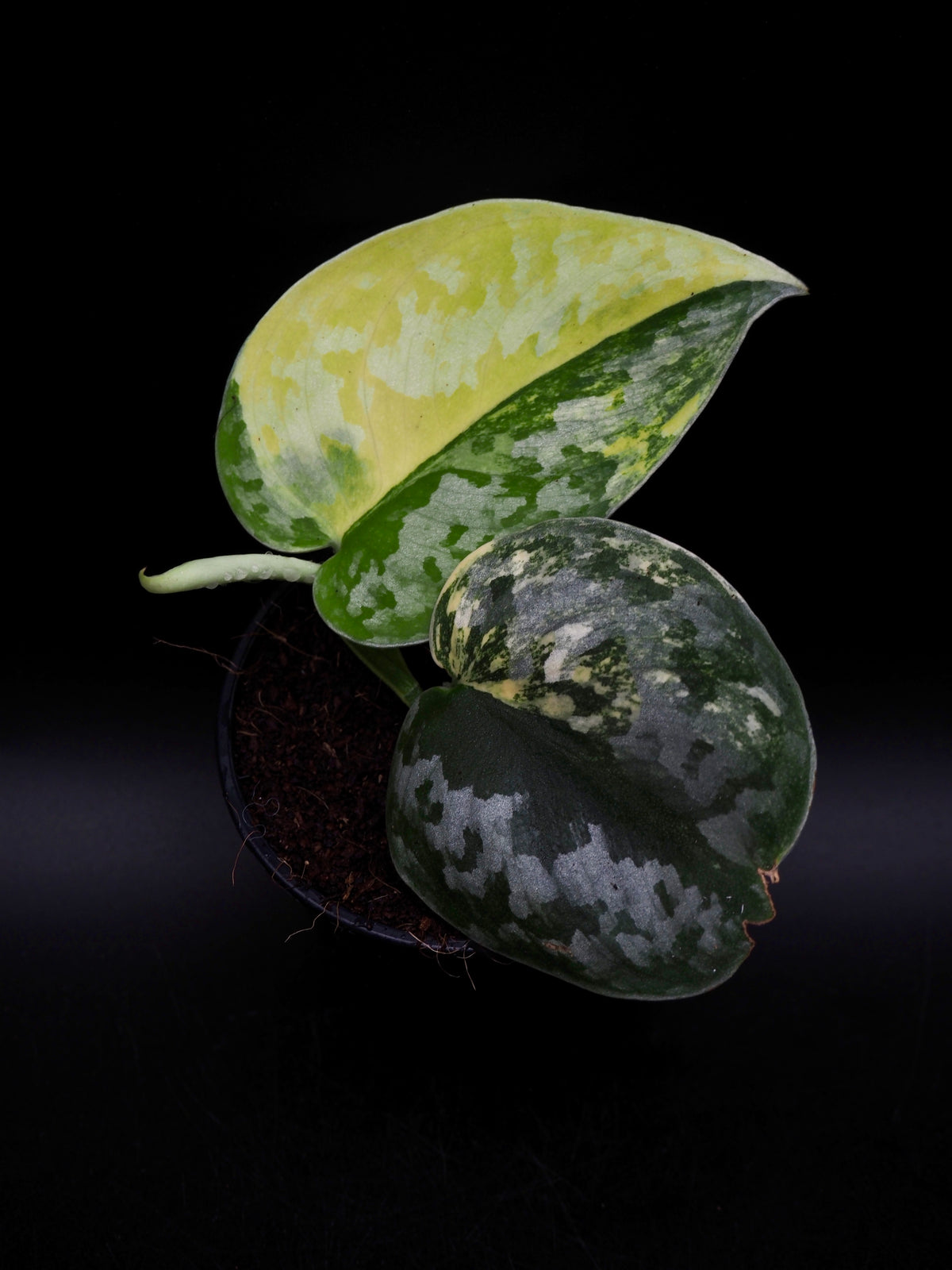 Scindapsus Geulis Variegata