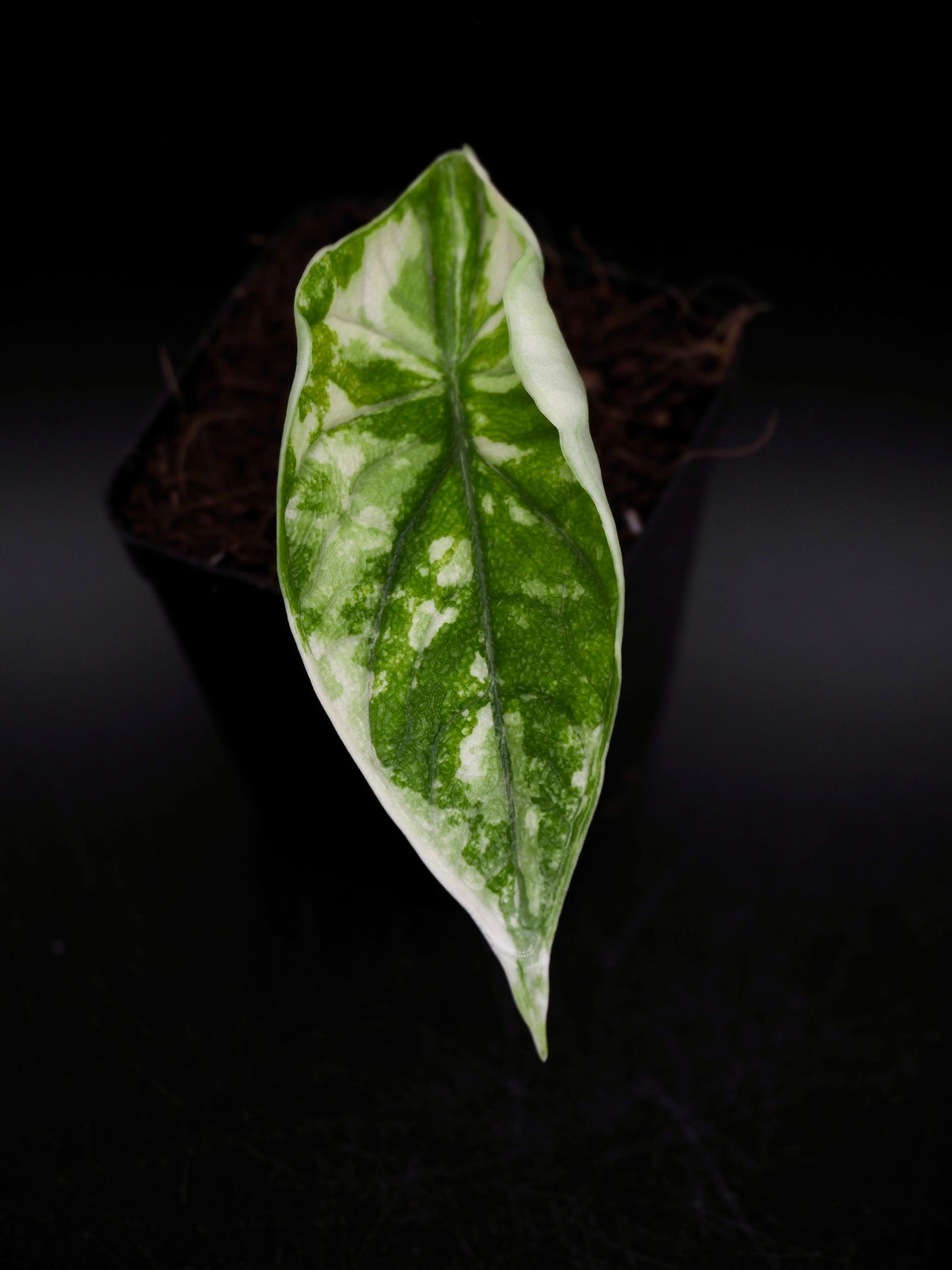 Alocasia Melo Albo