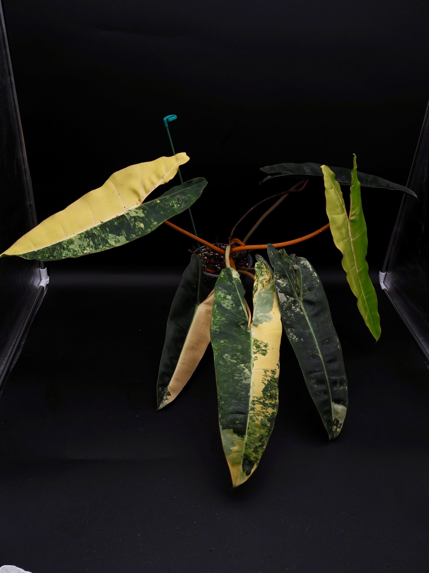 Philodendron Billietiae Variegata