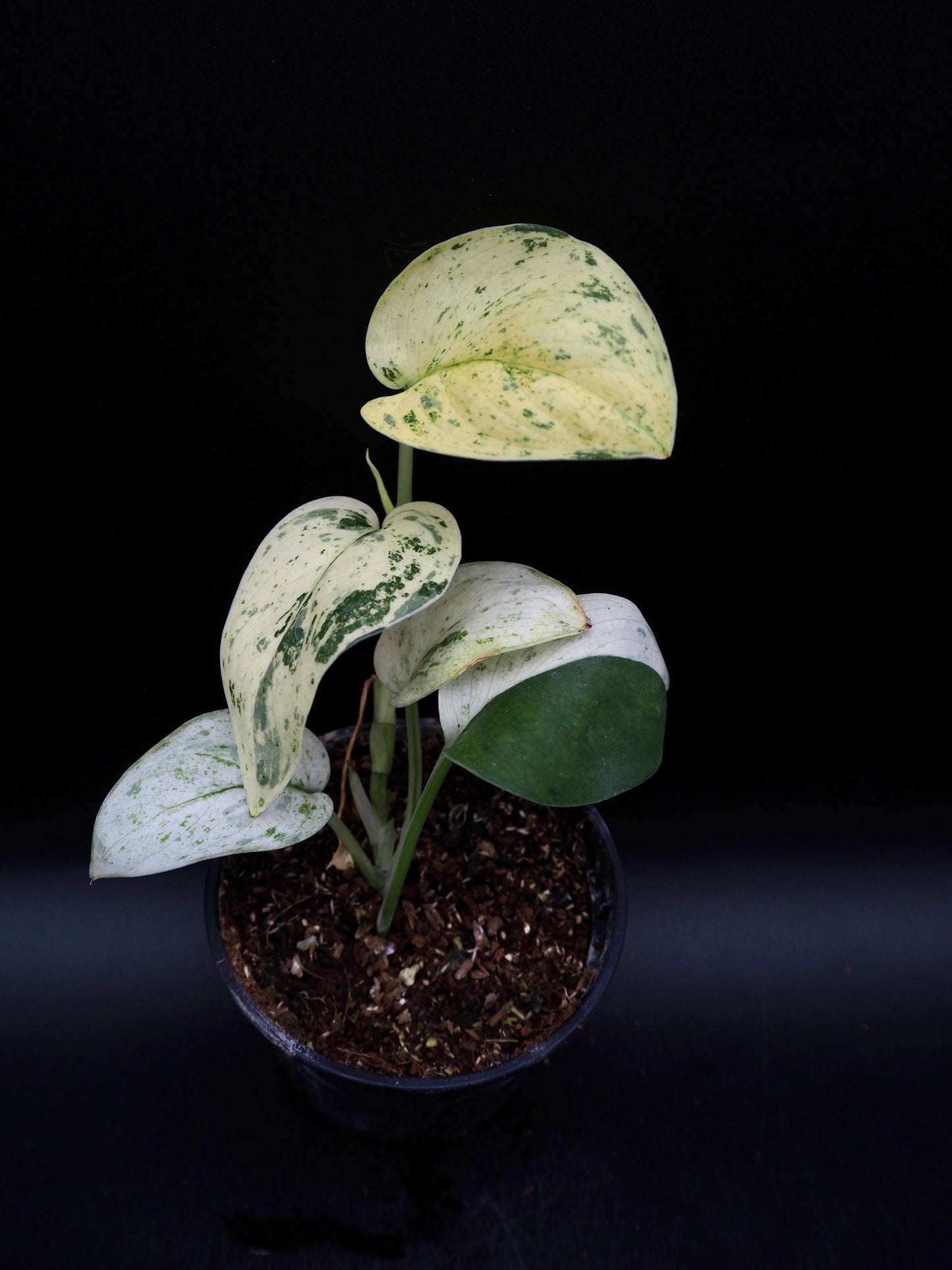 Scindapsus Jade Satin Marble