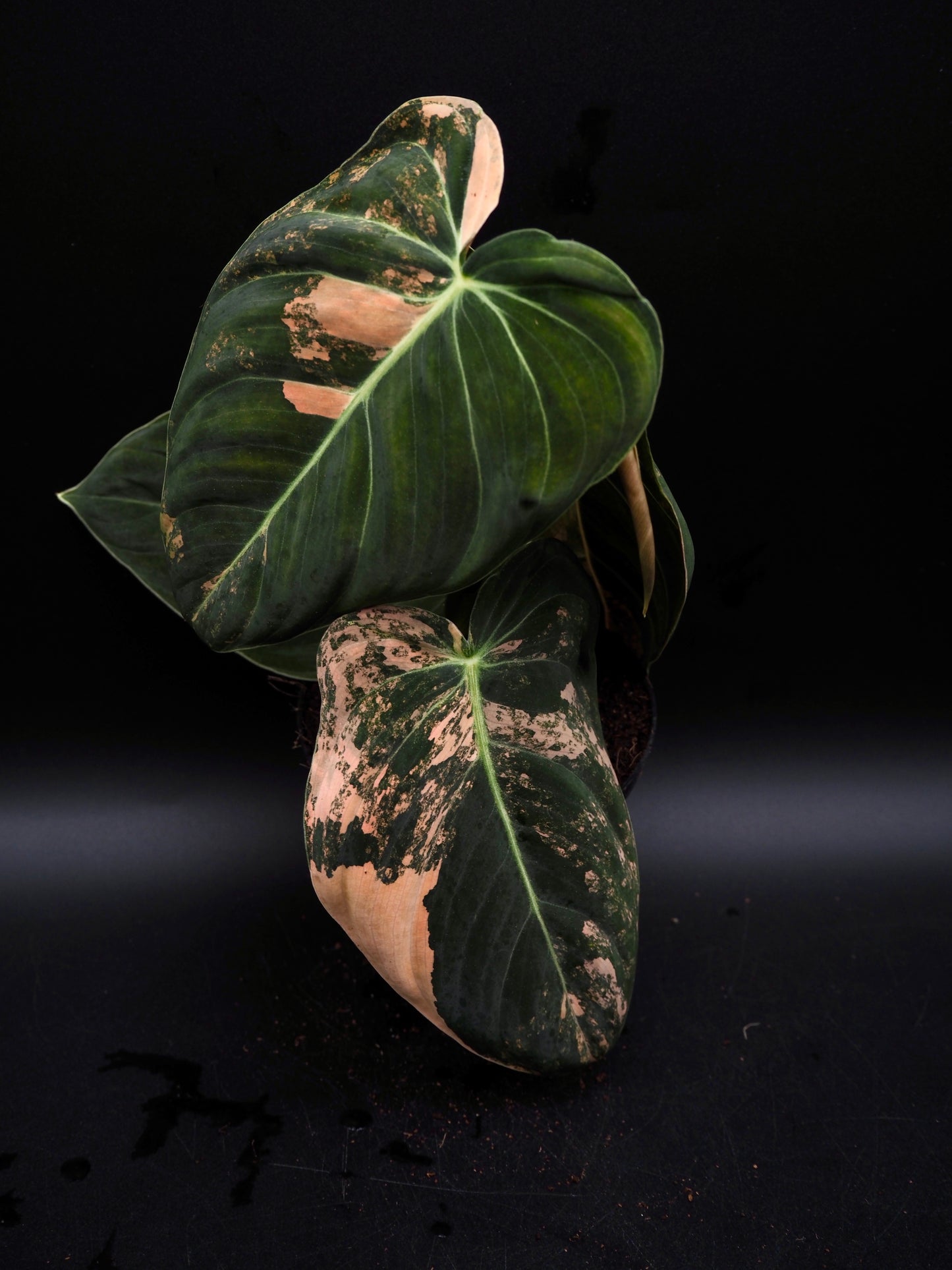 Philodendron Melanochrysum Bonfire