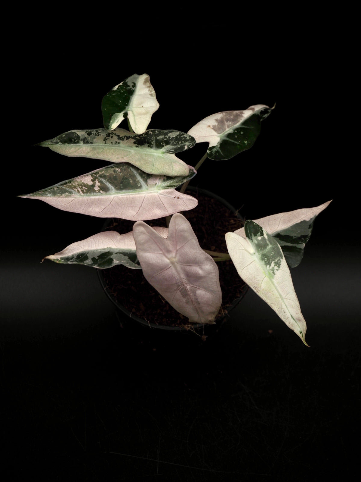 Alocasia Bambino Rose Variegata