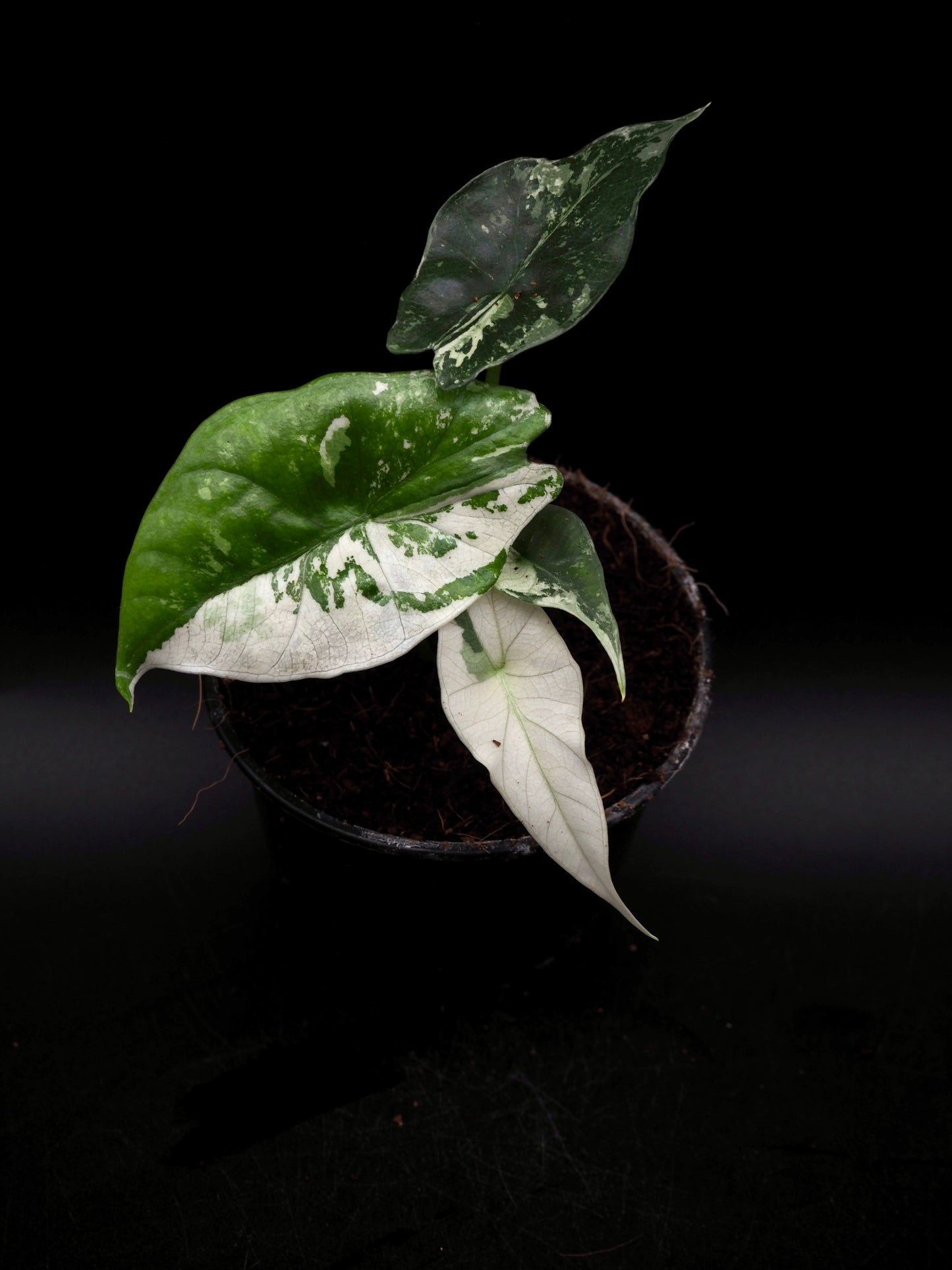Alocasia Simpo Albo
