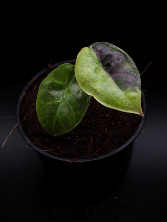 Alocasia Azlanii Aurea