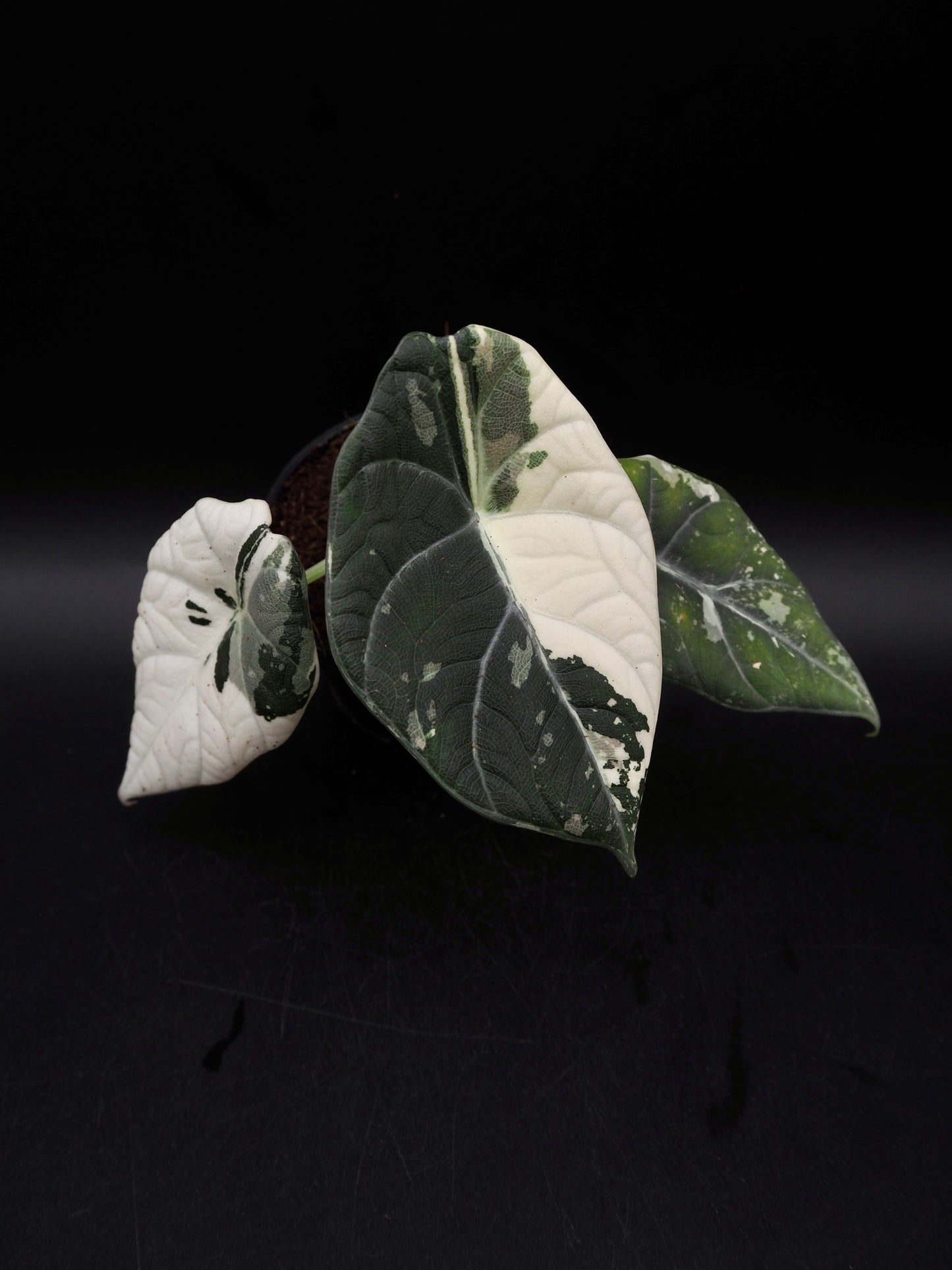 Alocasia Maharani Albo Variegata