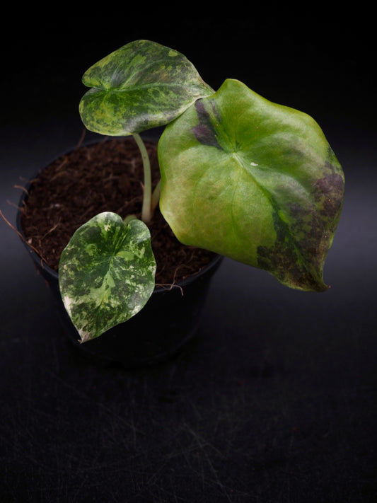 Alocasia Cuprea Latte Variegata