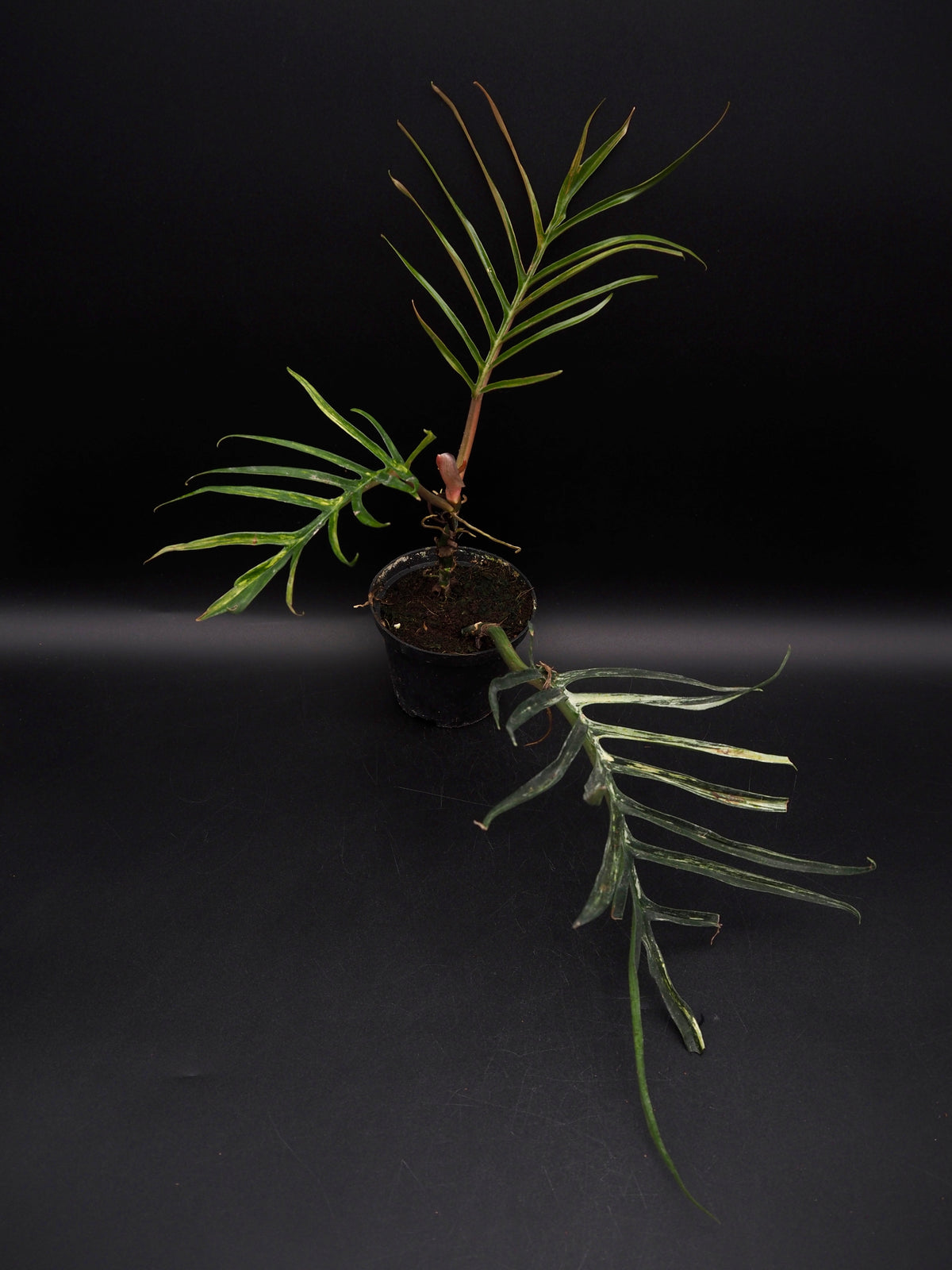 Philodendron Tortum Aurea