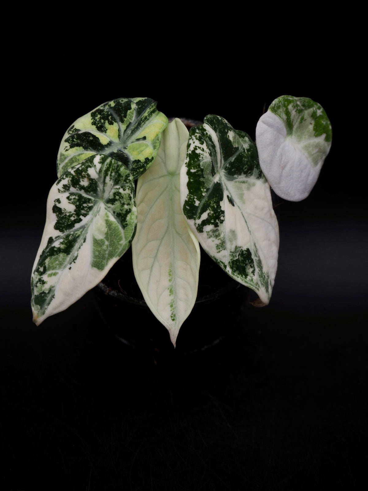 Alocasia Ninja Albo
