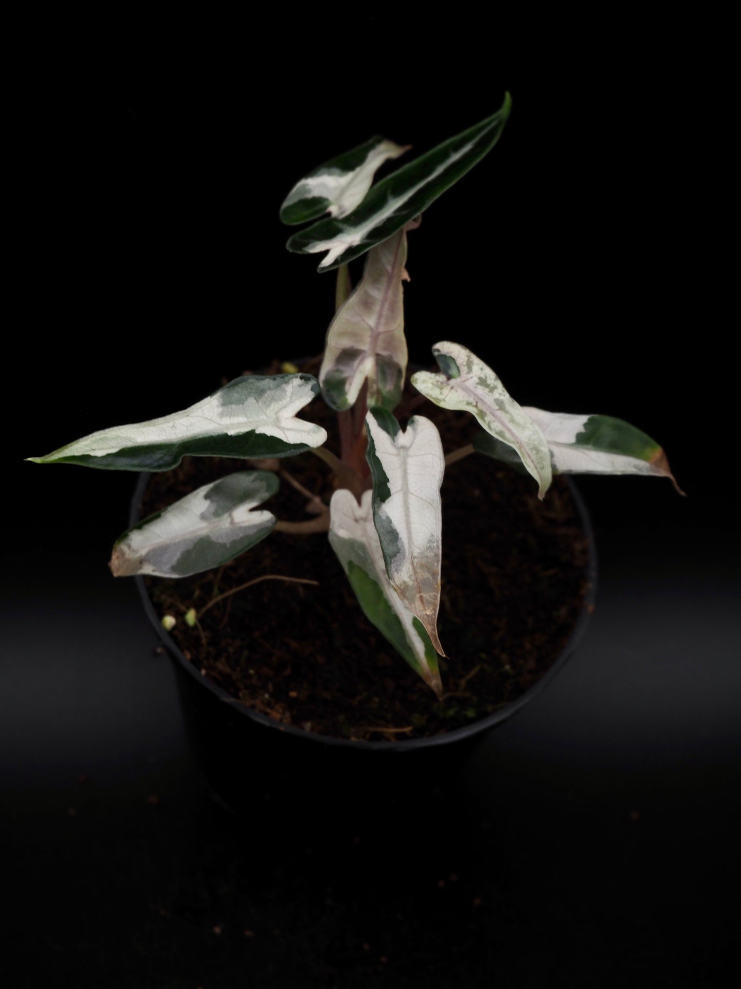 Alocasia Bambino Pink Lava