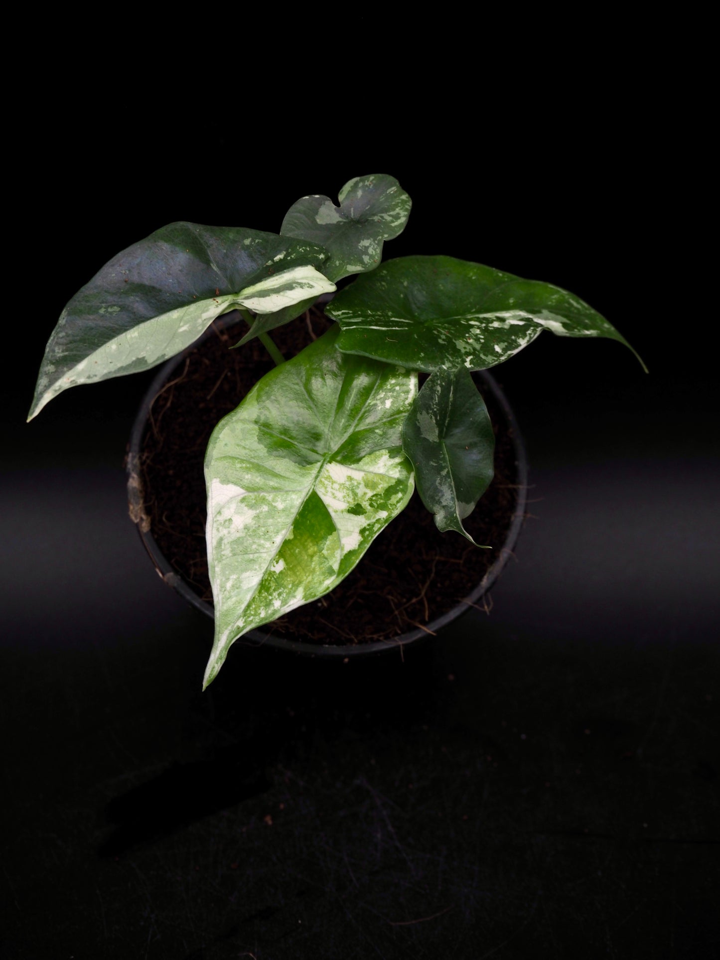 Alocasia Simpo Albo