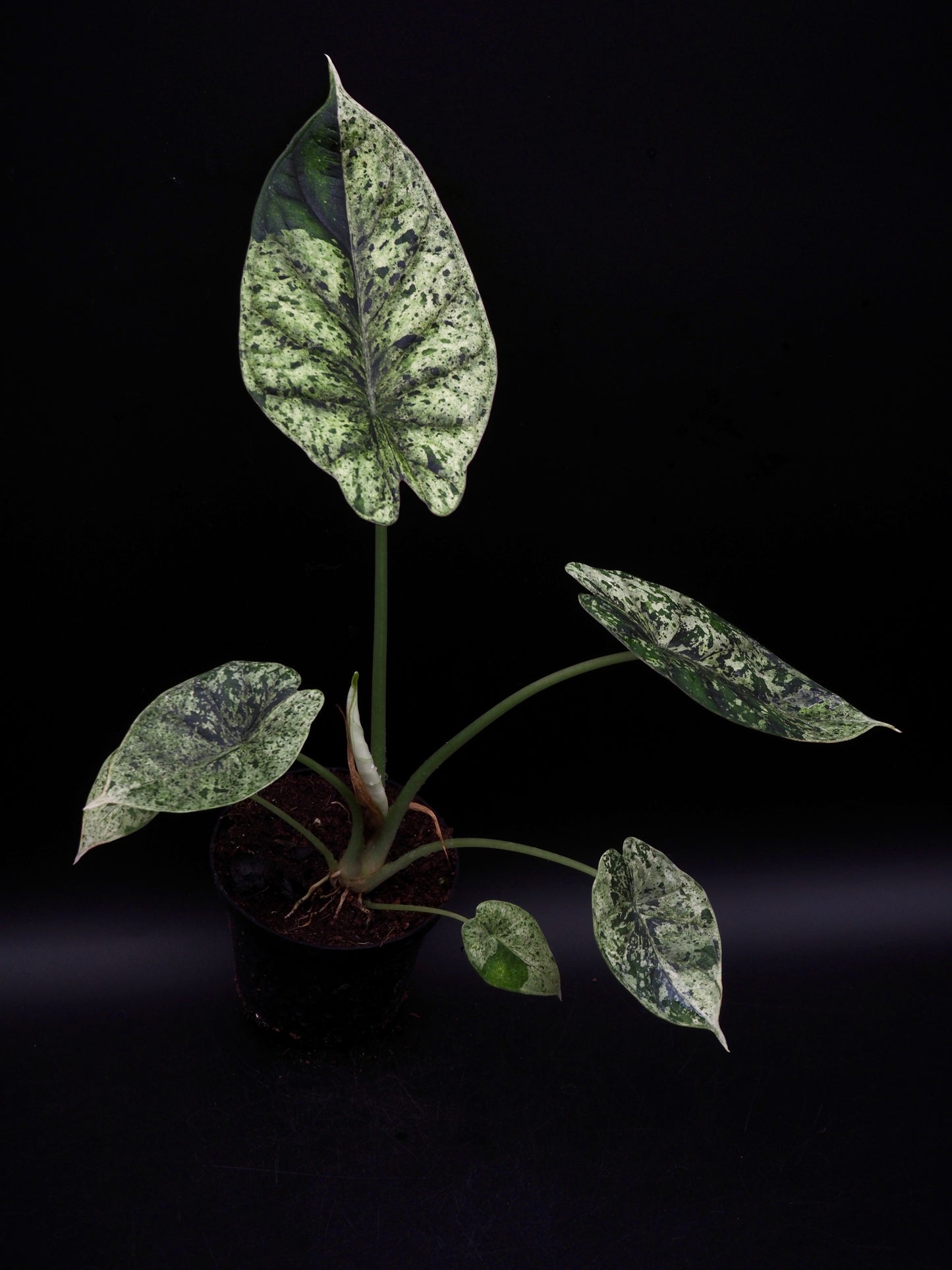 Alocasia Dragon Scale Menthe Variegata