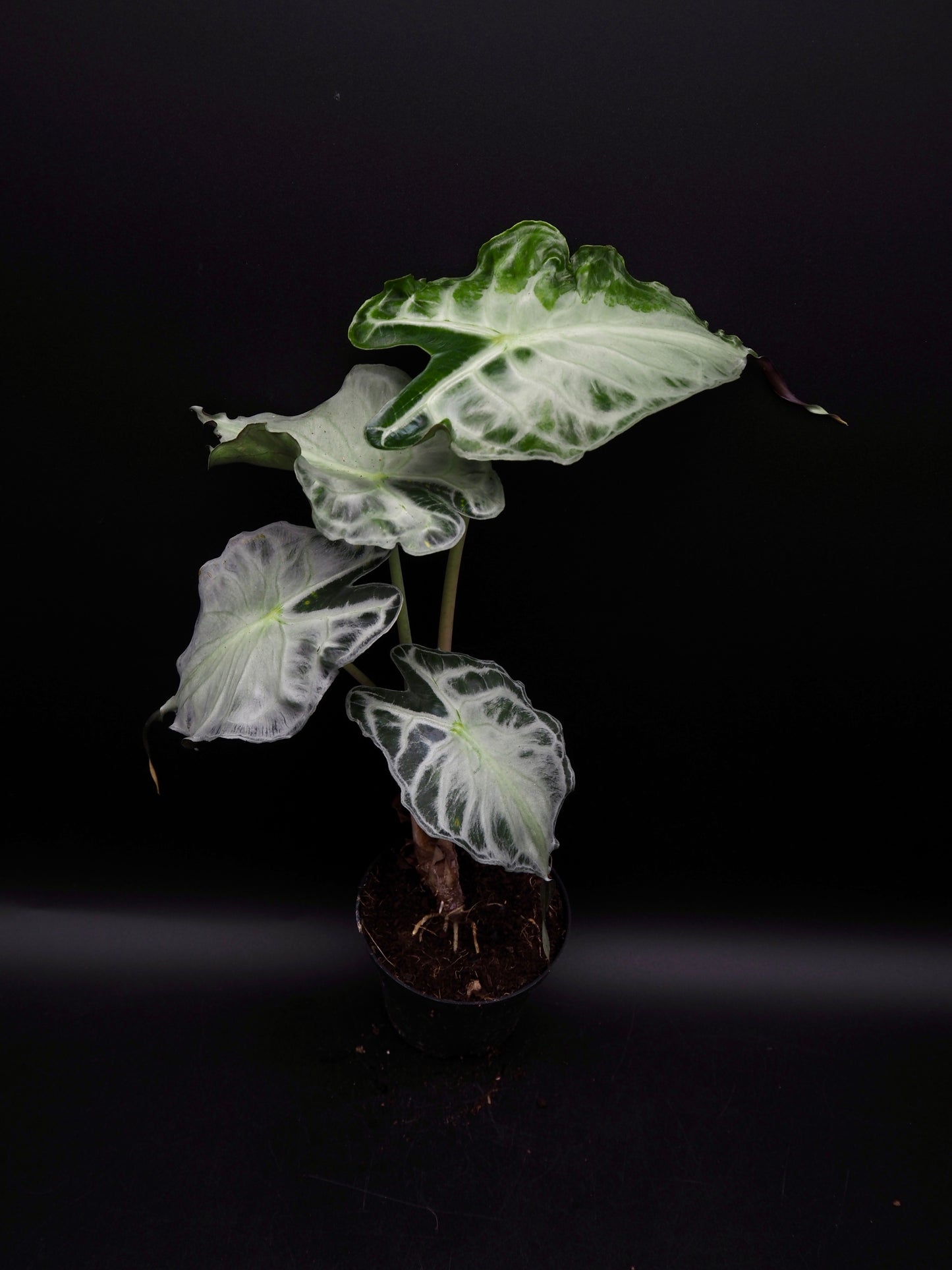 Venin d'Alocasia