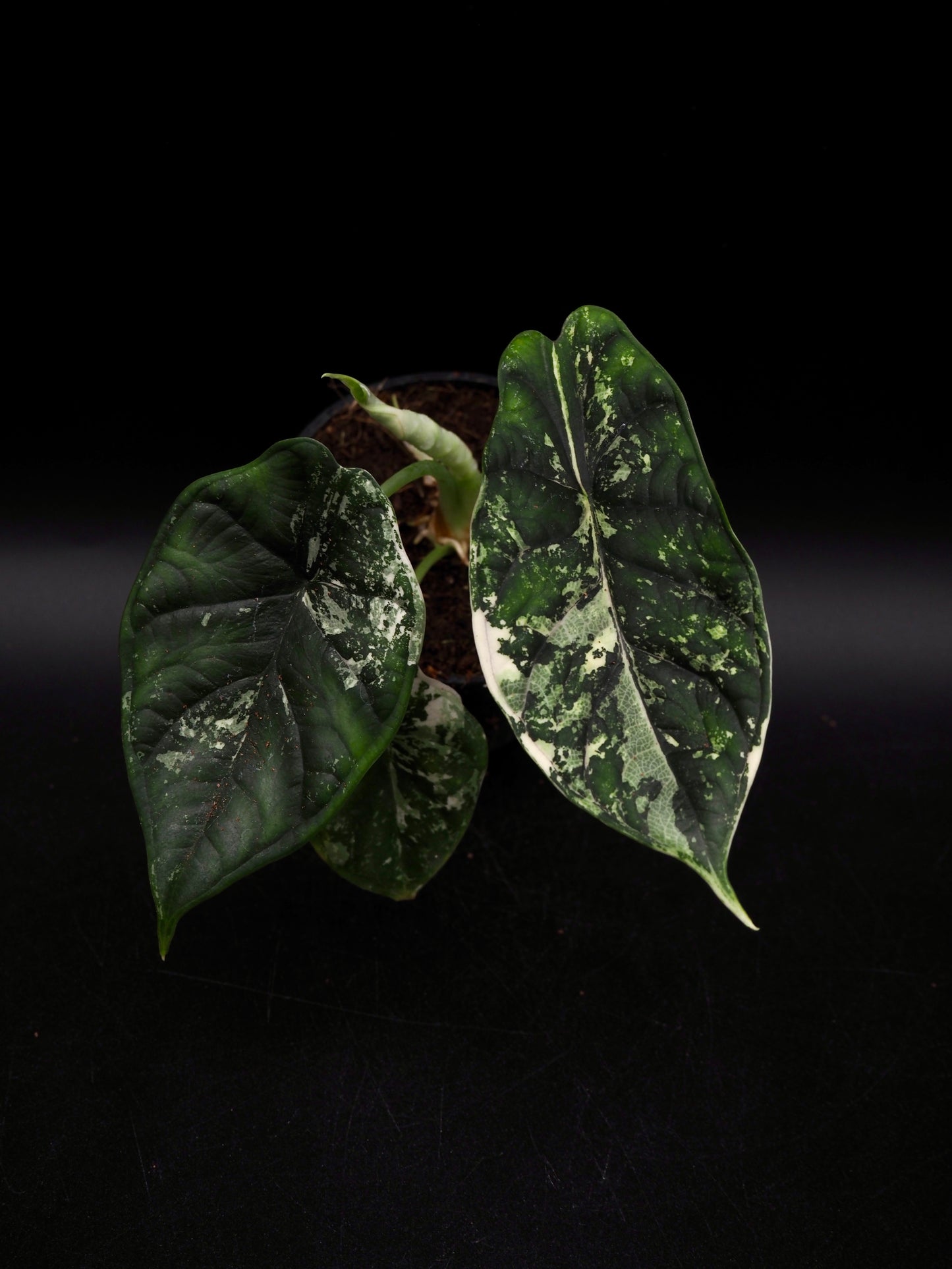 Alocasia Dragon Scale Albo Variegata