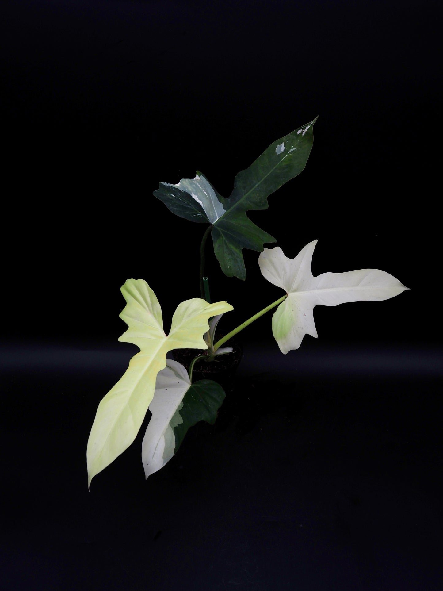 Philodendron Golden Dragon Variegata