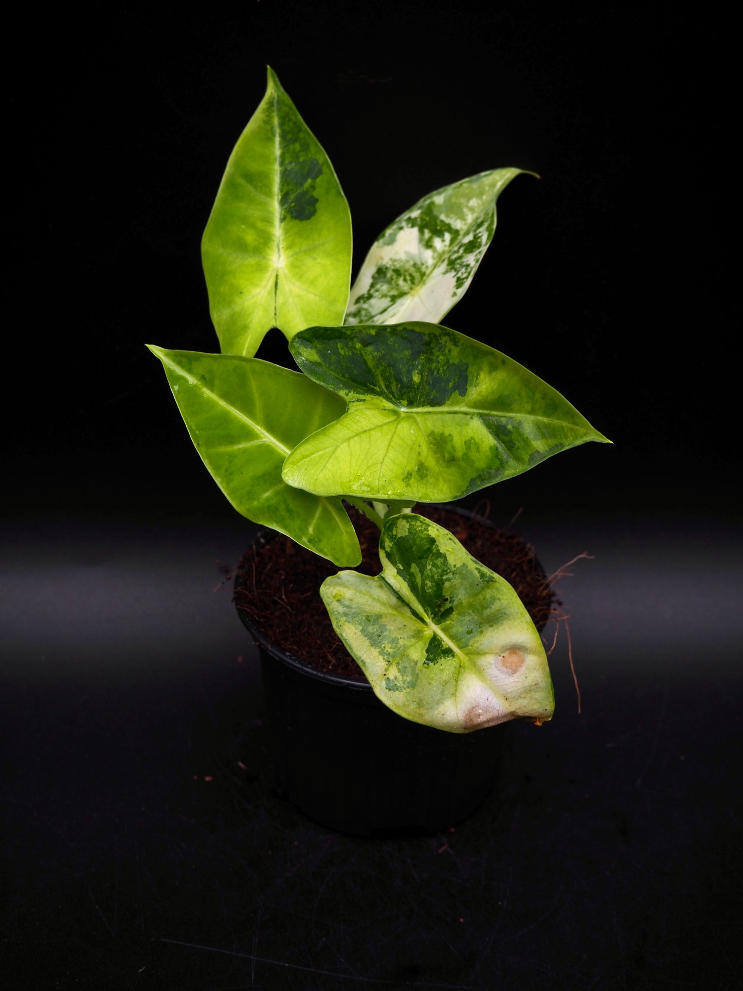 Alocasia Frydek Aurea