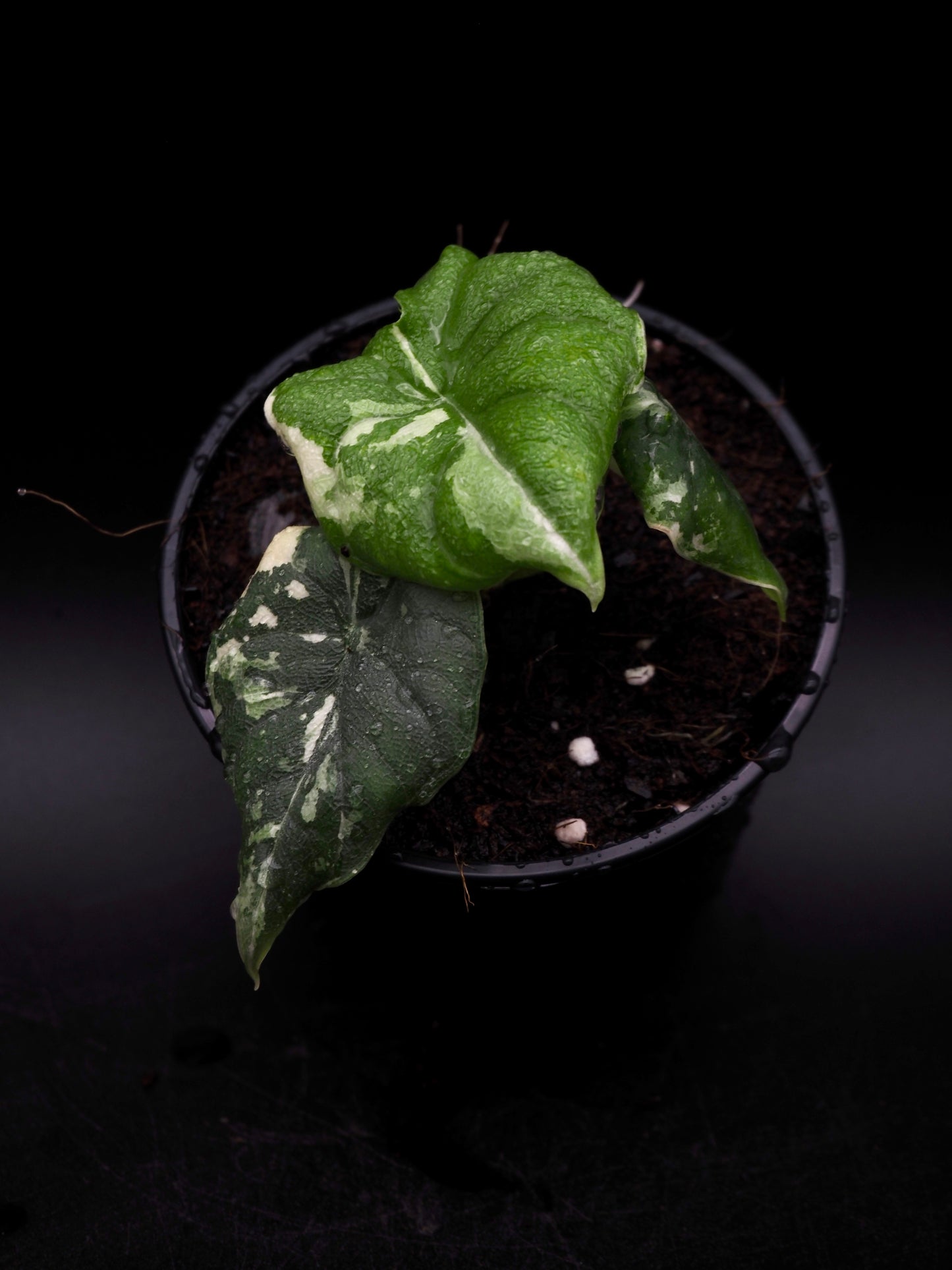 Alocasia Melo Albo