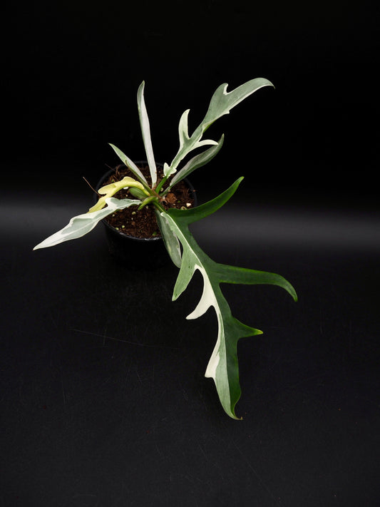 Philodendron Tortum Albo Variegata